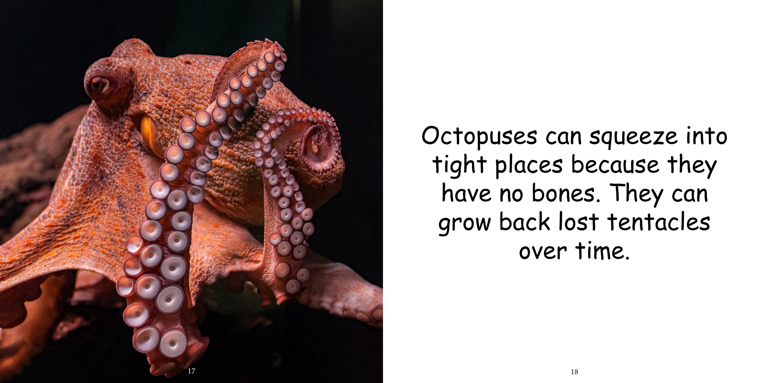 Everything about Octopuses - Animal Series10.jpg