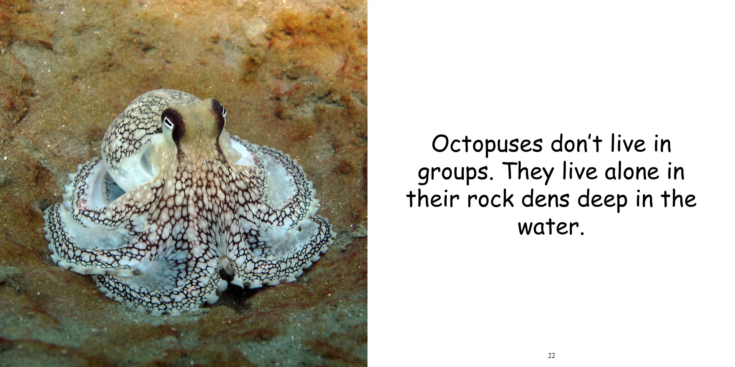 Everything about Octopuses - Animal Series12.jpg