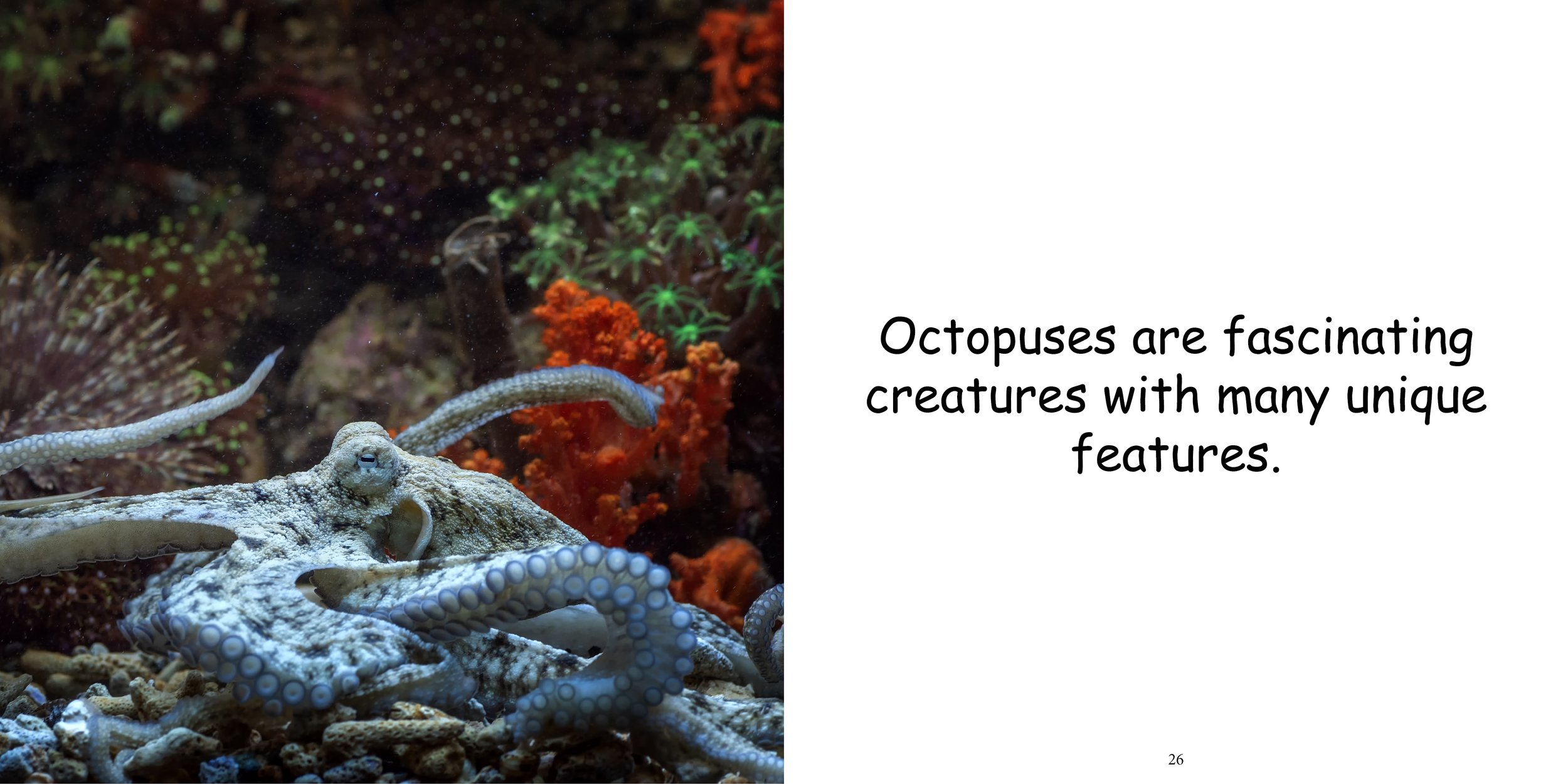 Everything about Octopuses - Animal Series14.jpg
