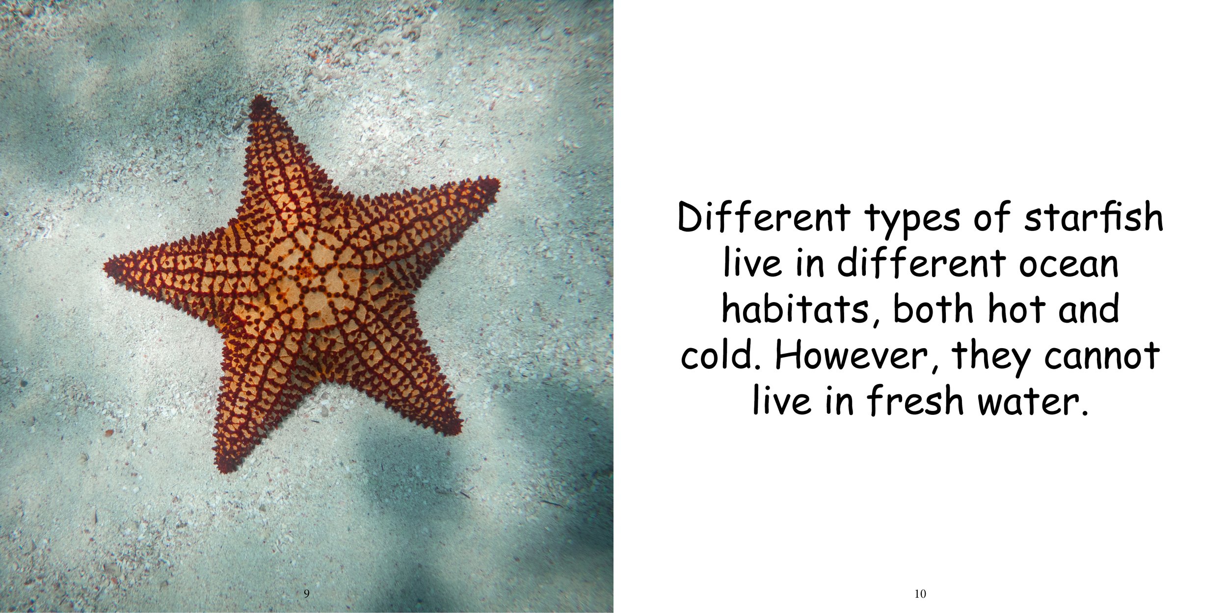 Everything about Starfish - Animal Series7.jpg