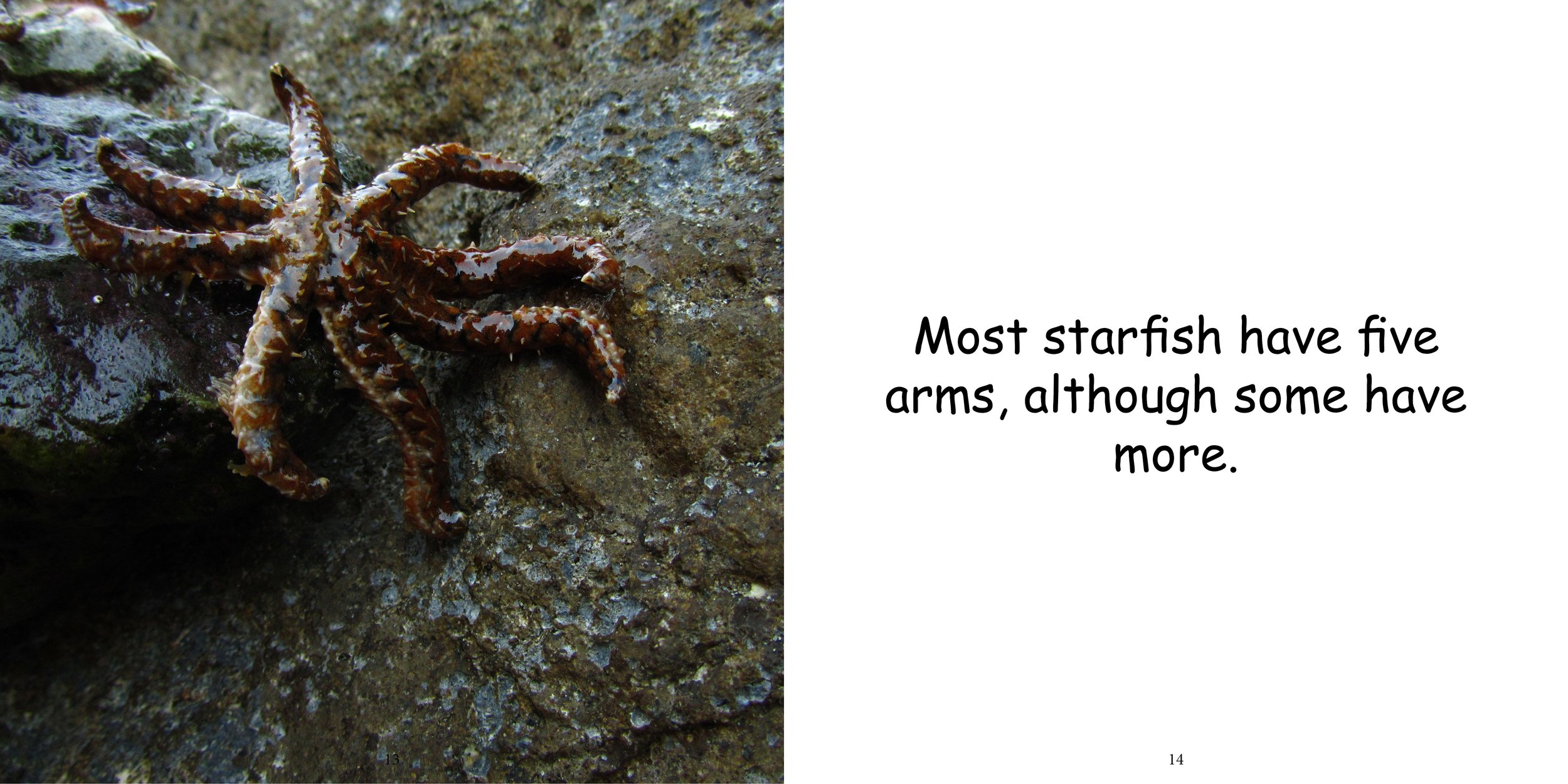 Everything about Starfish - Animal Series9.jpg