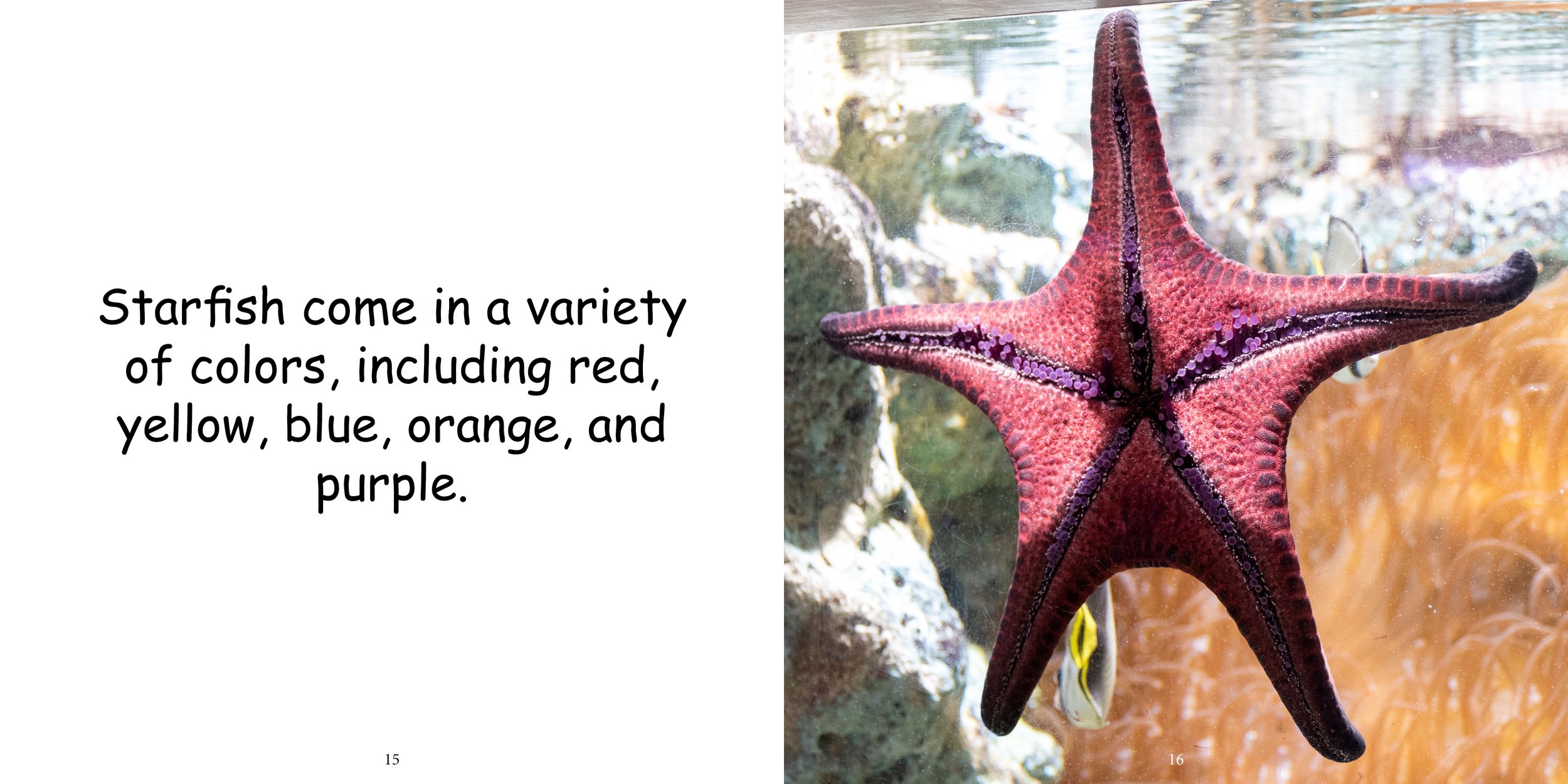 Everything about Starfish - Animal Series10.jpg