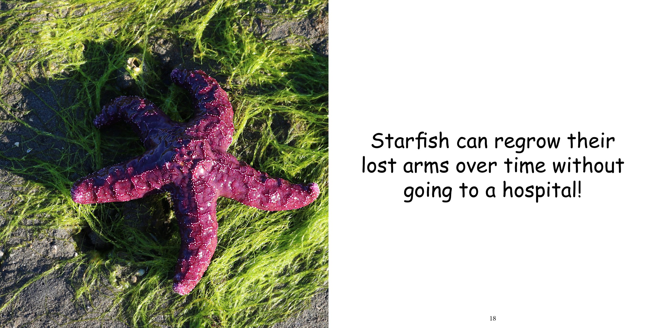 Everything about Starfish - Animal Series11.jpg