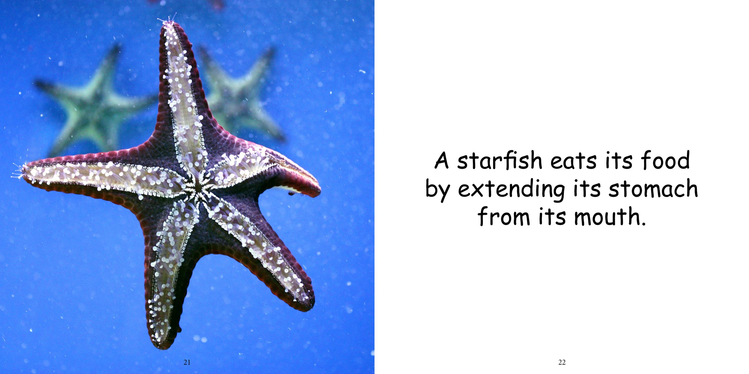 Everything about Starfish - Animal Series13.jpg