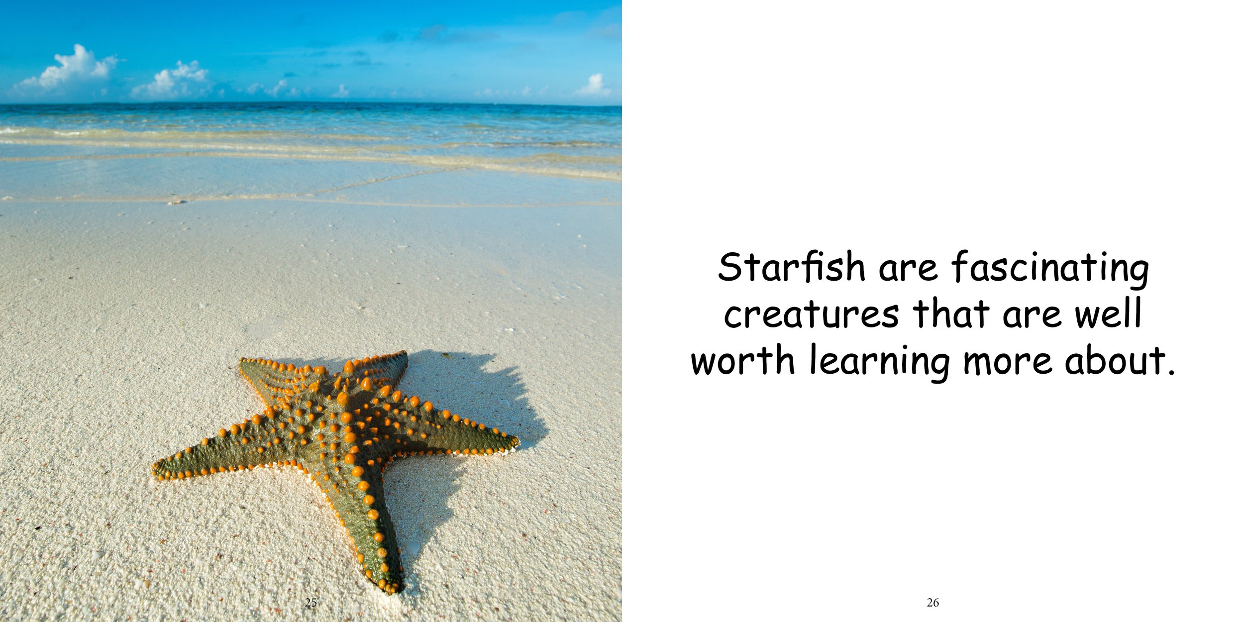 Everything about Starfish - Animal Series15.jpg