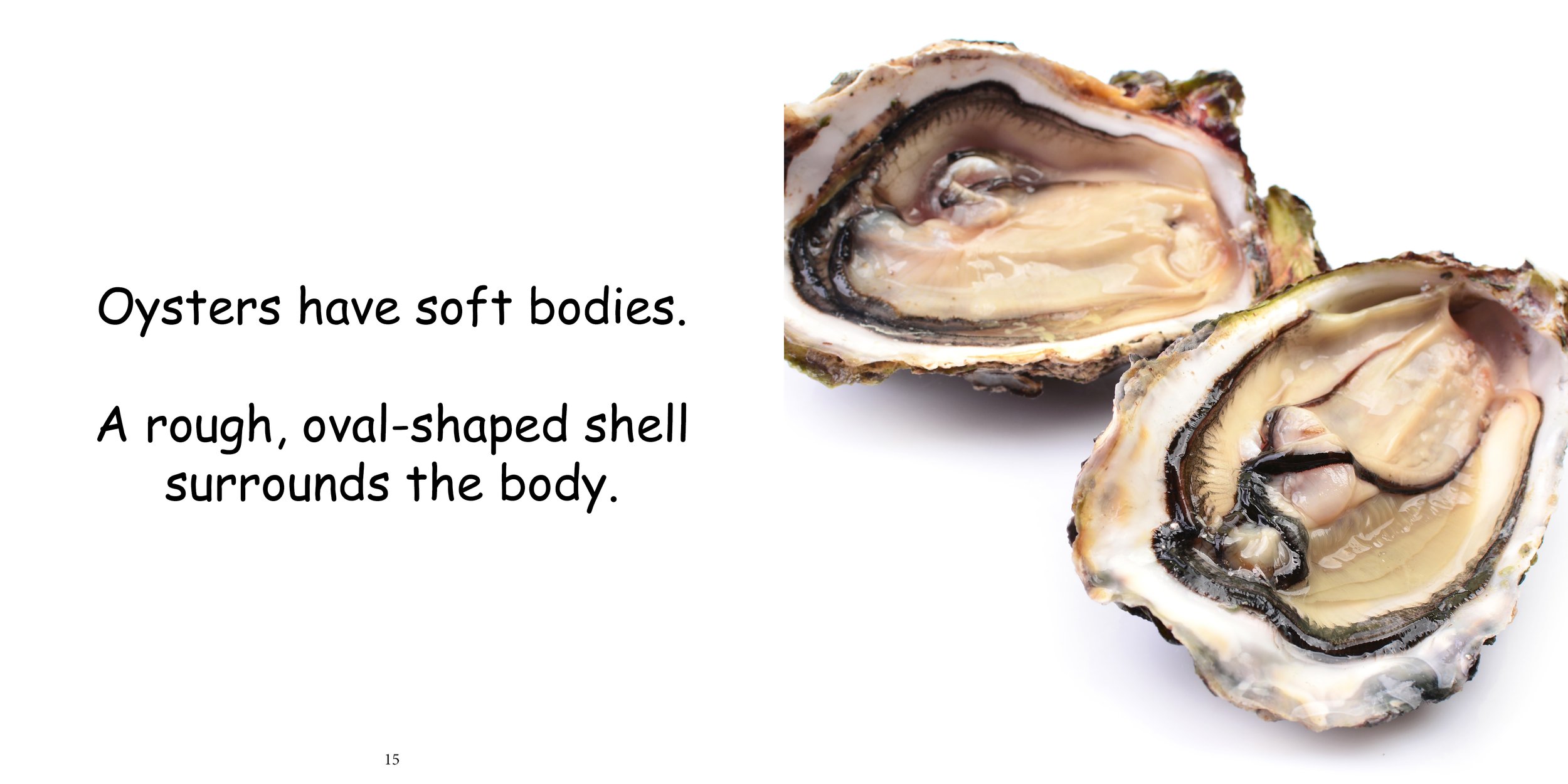 Everything about Oysters - Animal Series10.jpg
