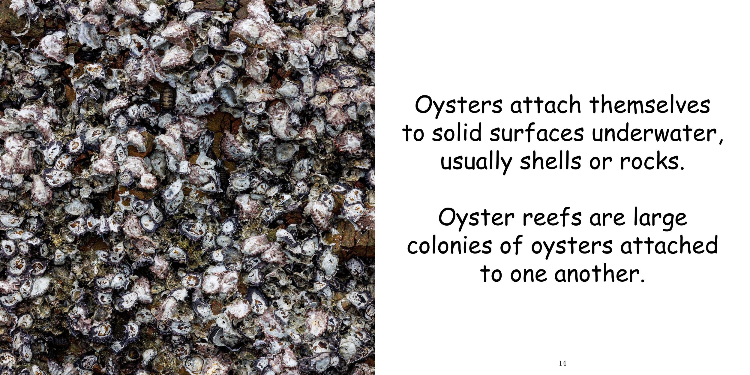 Everything about Oysters - Animal Series9.jpg