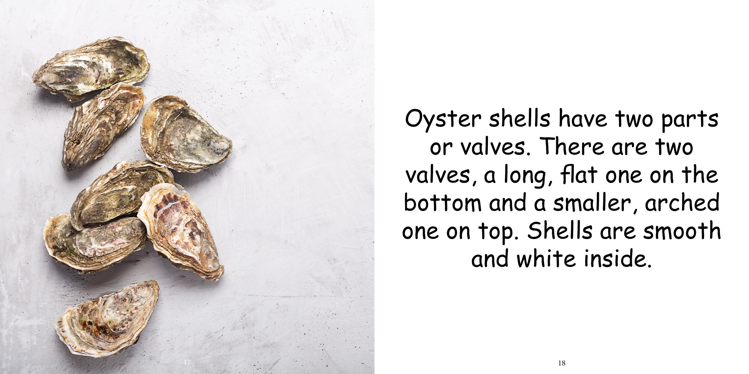Everything about Oysters - Animal Series11.jpg