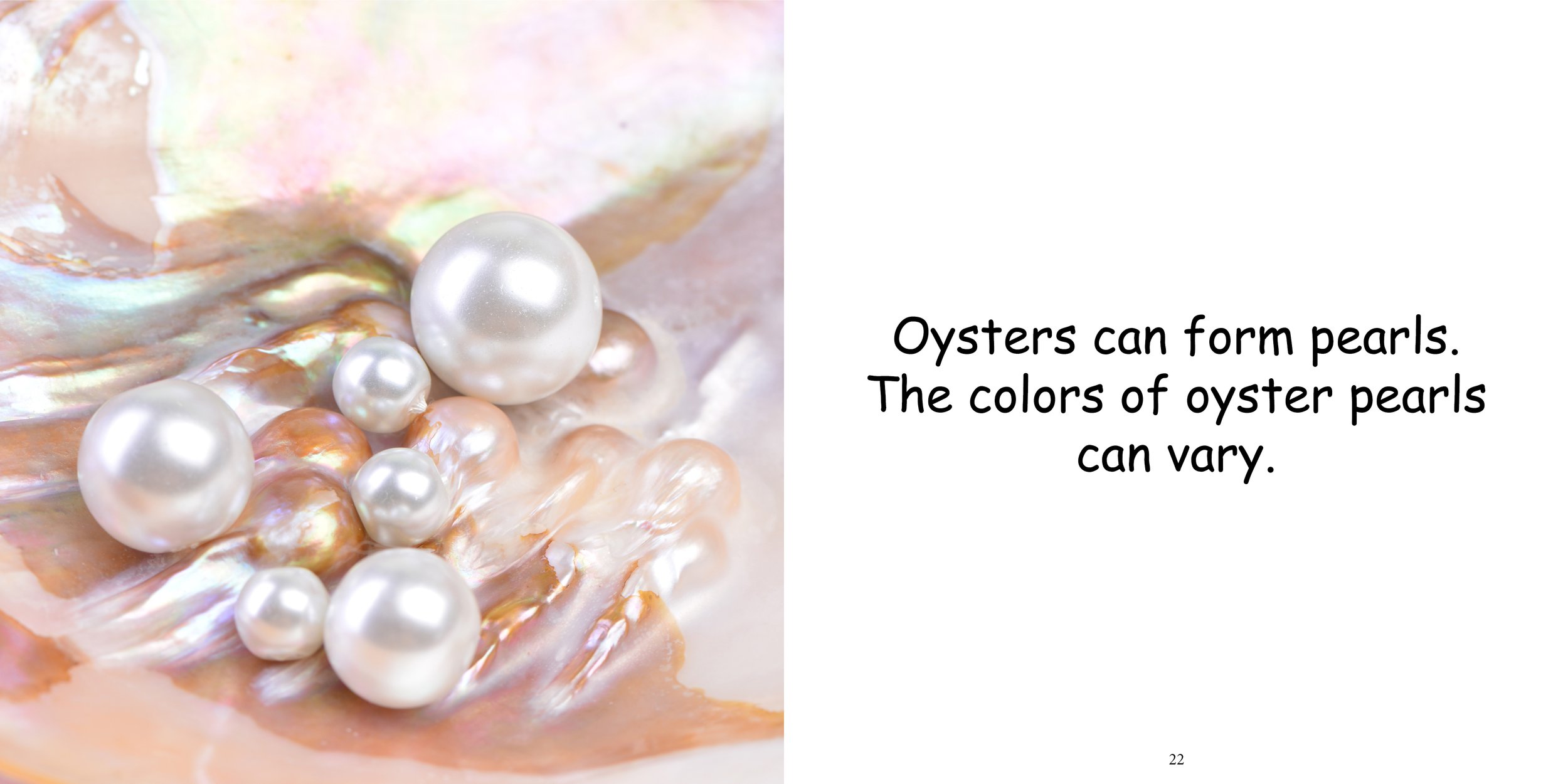 Everything about Oysters - Animal Series13.jpg