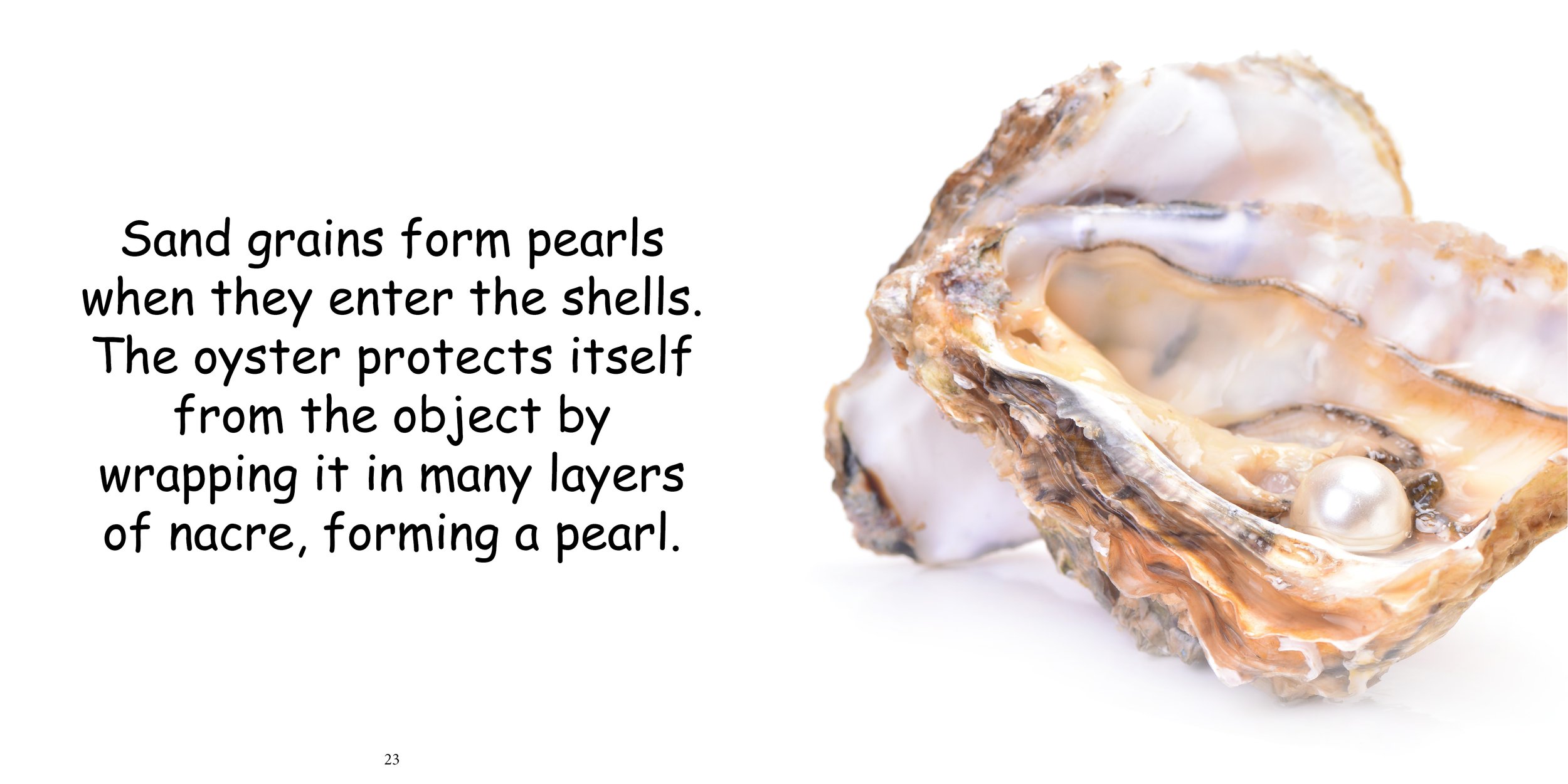 Everything about Oysters - Animal Series14.jpg