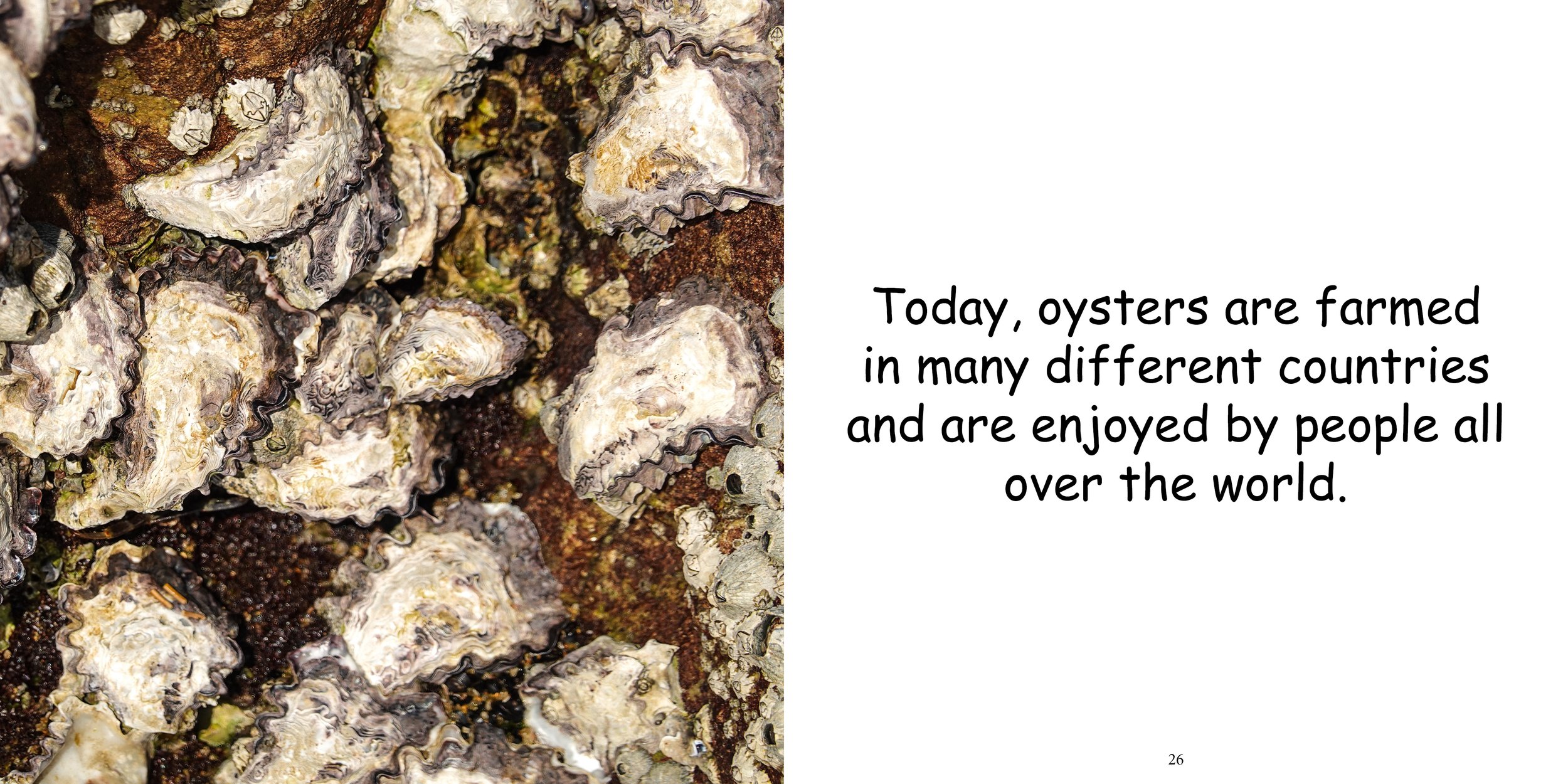 Everything about Oysters - Animal Series15.jpg