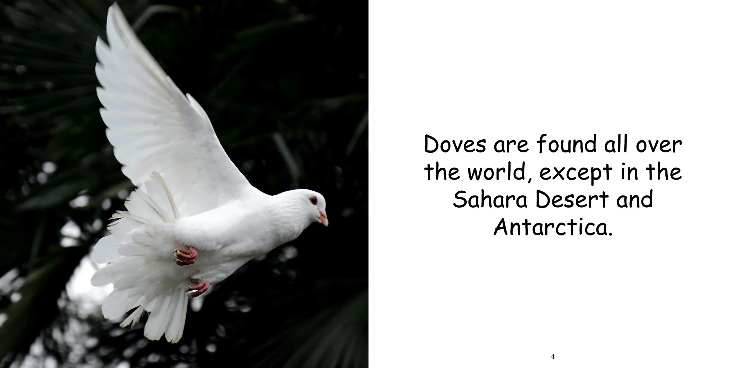 Everything about Doves - Animal Series6.jpg