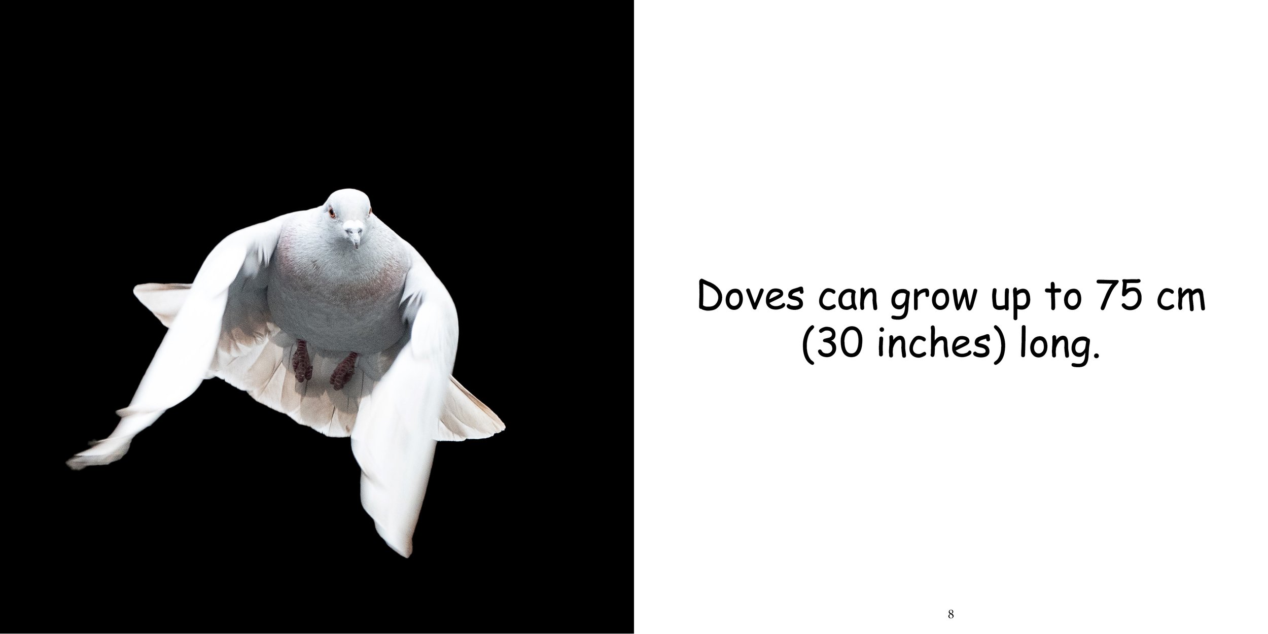 Everything about Doves - Animal Series8.jpg