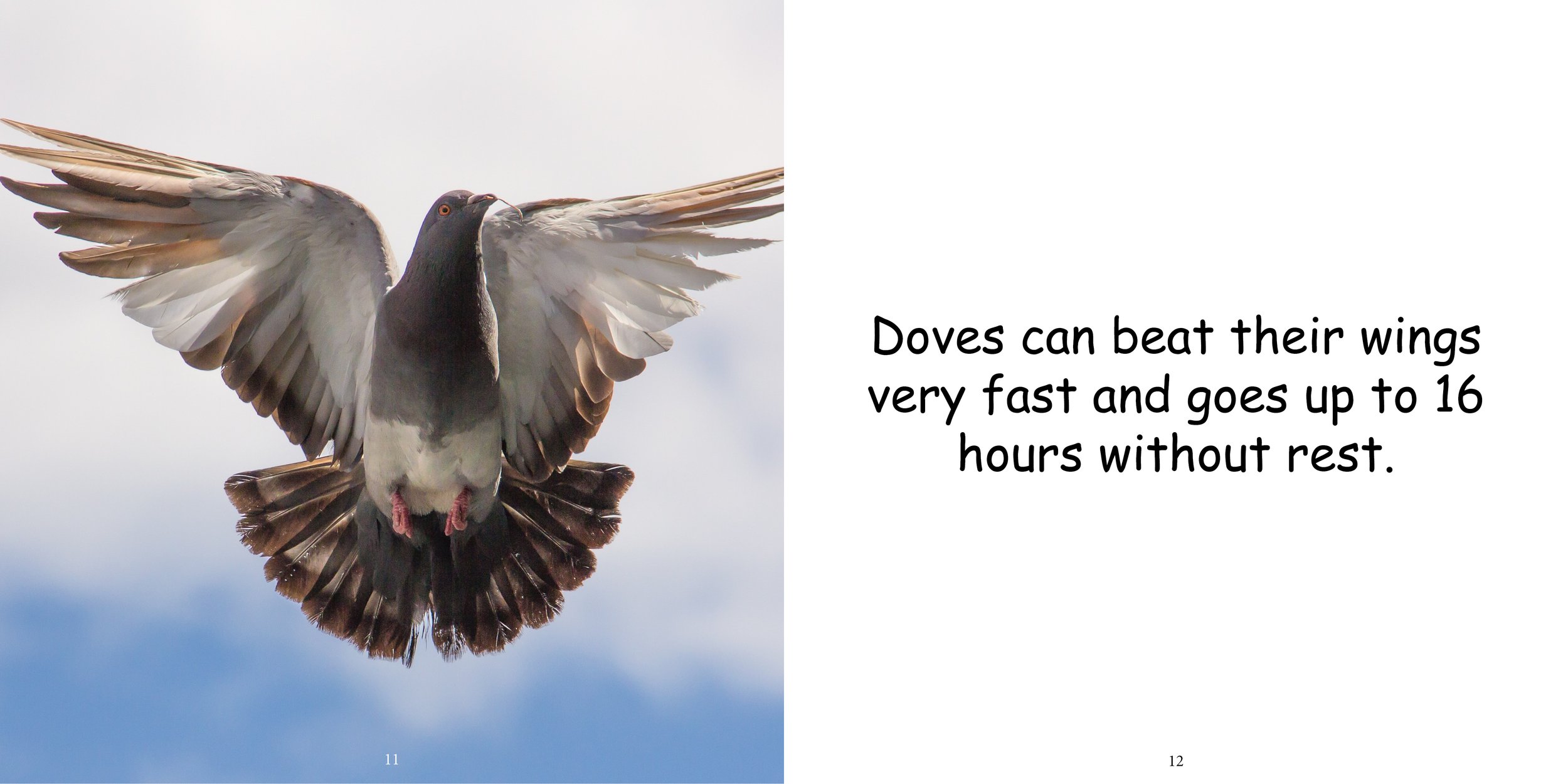 Everything about Doves - Animal Series10.jpg