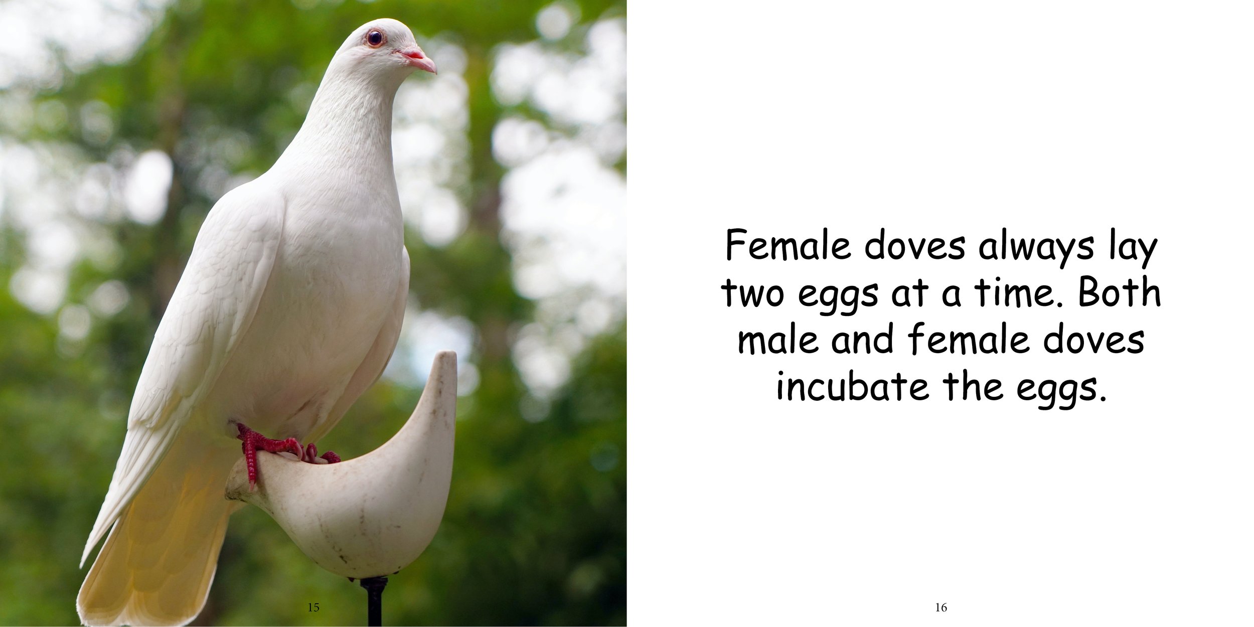 Everything about Doves - Animal Series12.jpg
