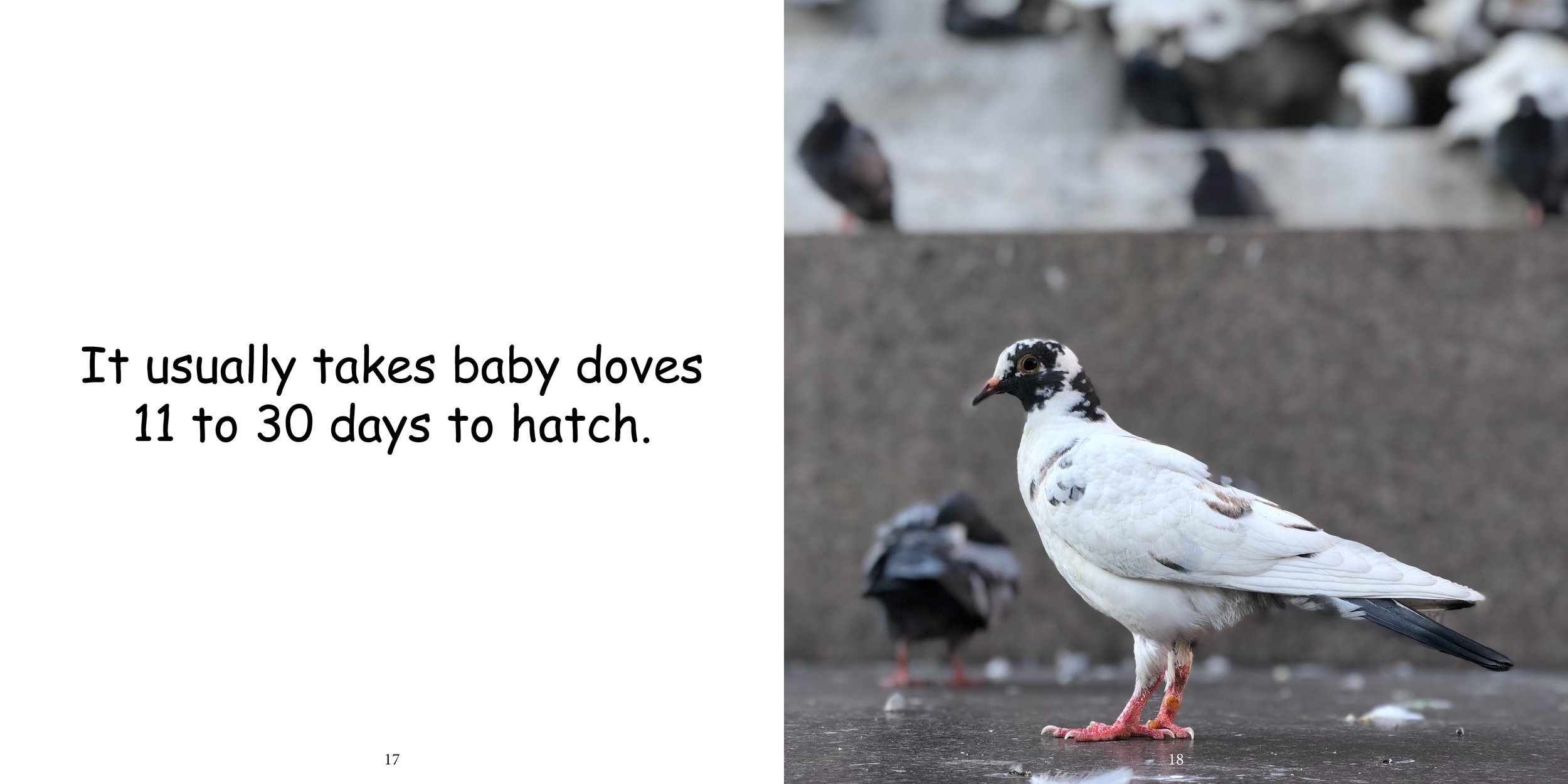 Everything about Doves - Animal Series13.jpg