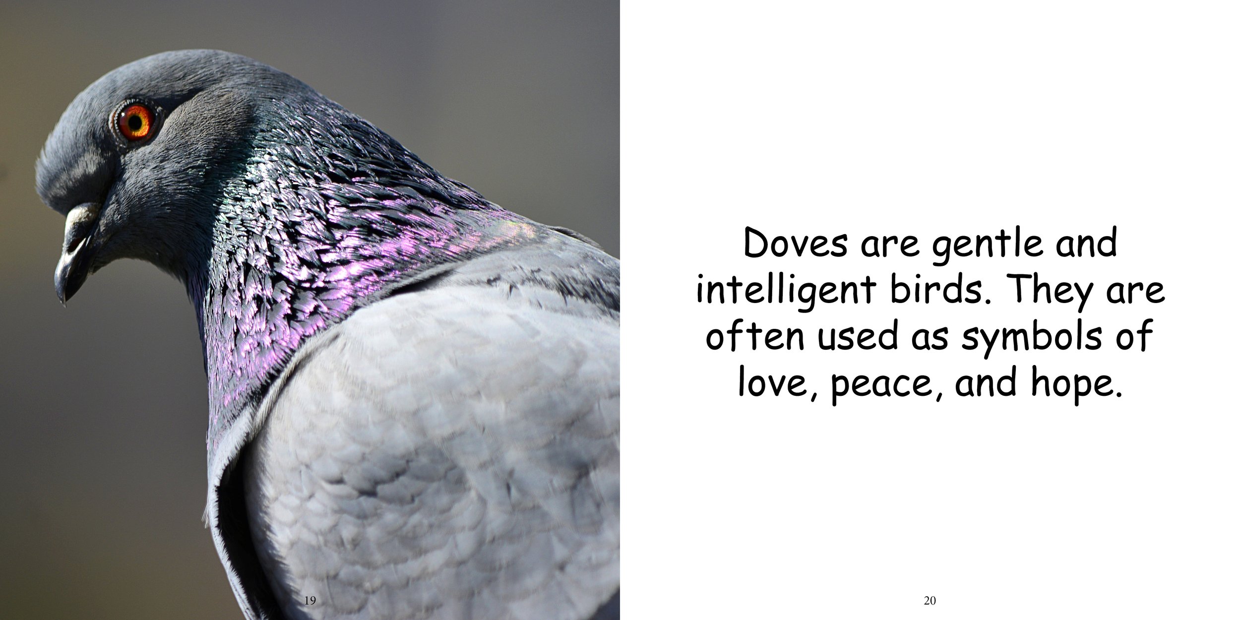 Everything about Doves - Animal Series14.jpg