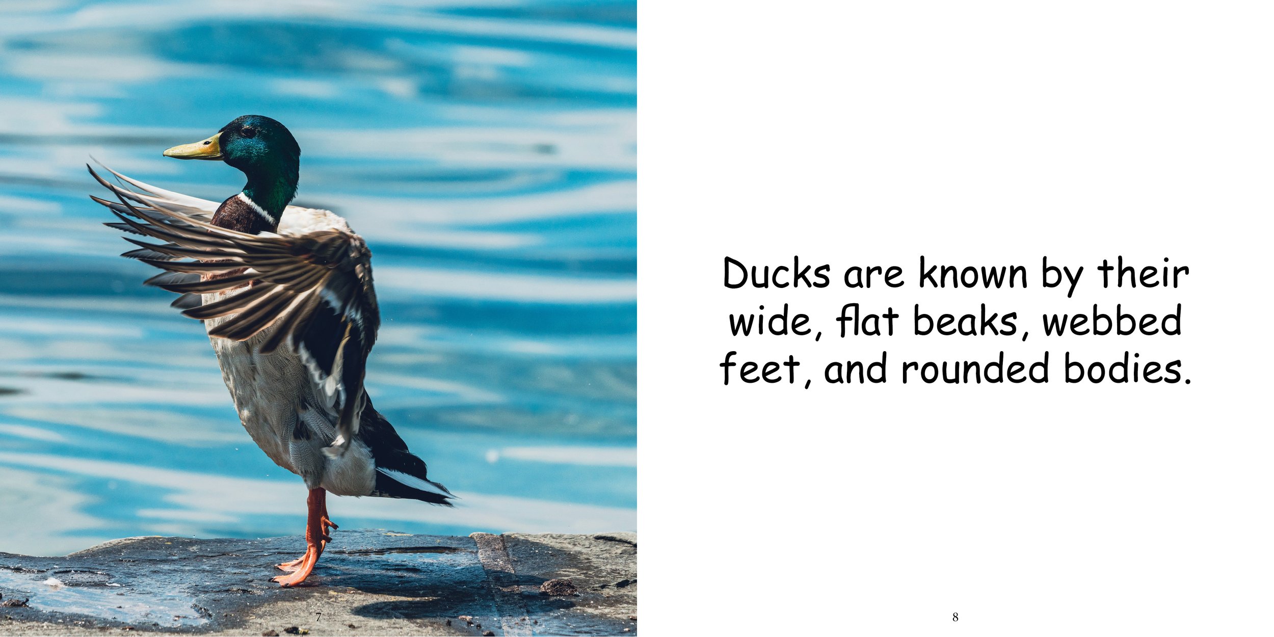 Everything about Ducks - Animal Series8.jpg