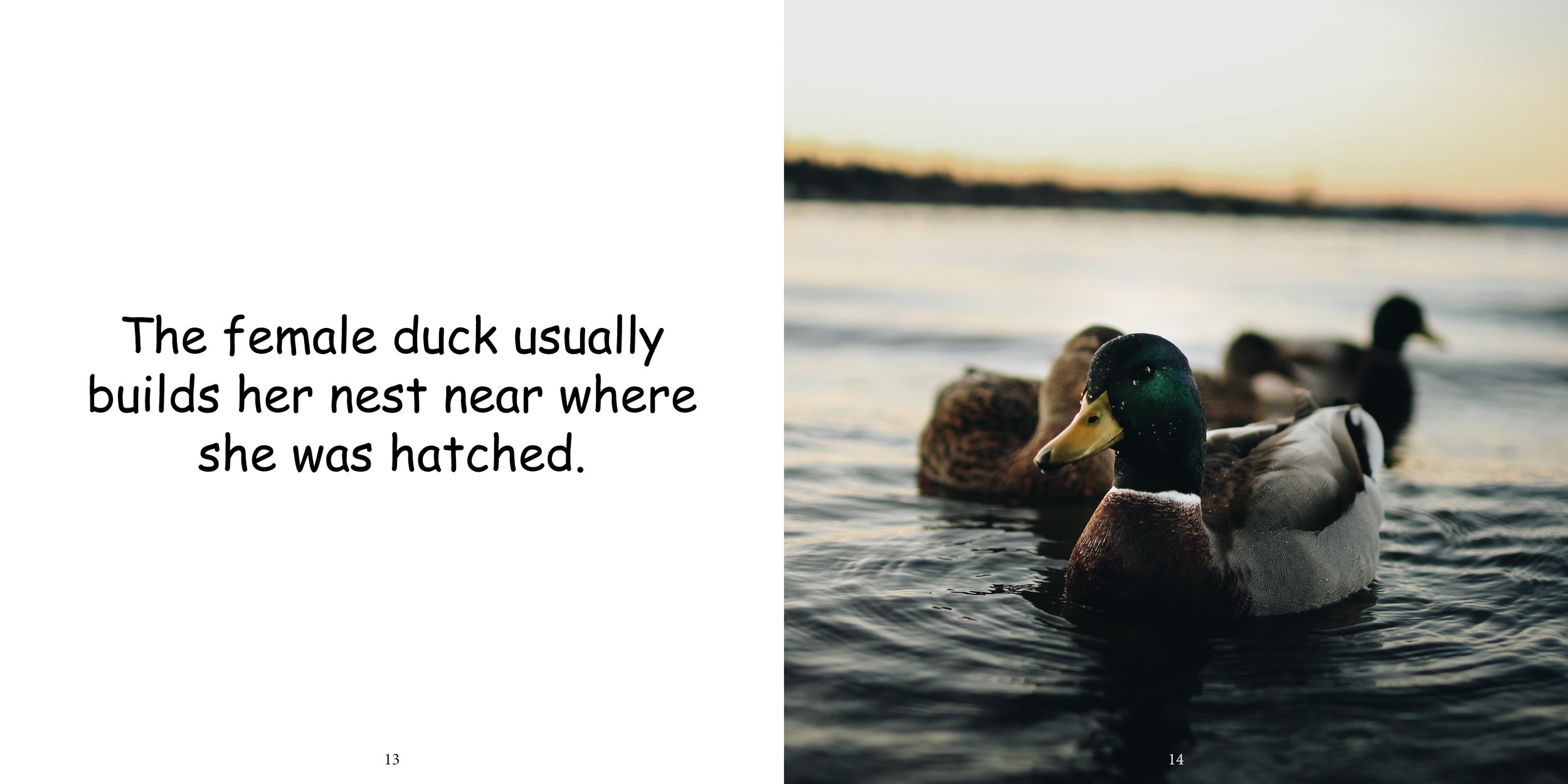 Everything about Ducks - Animal Series11.jpg