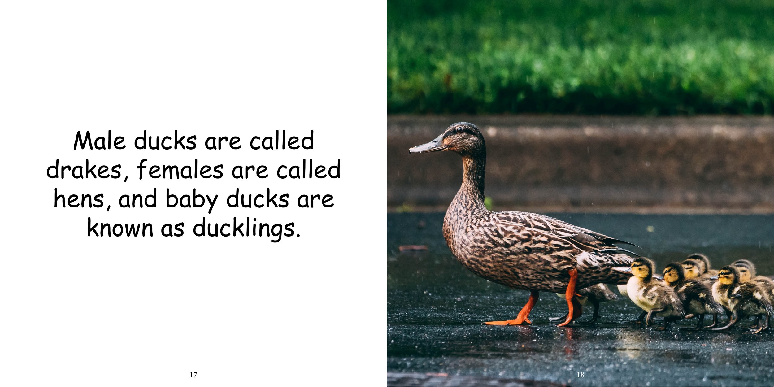 Everything about Ducks - Animal Series13.jpg