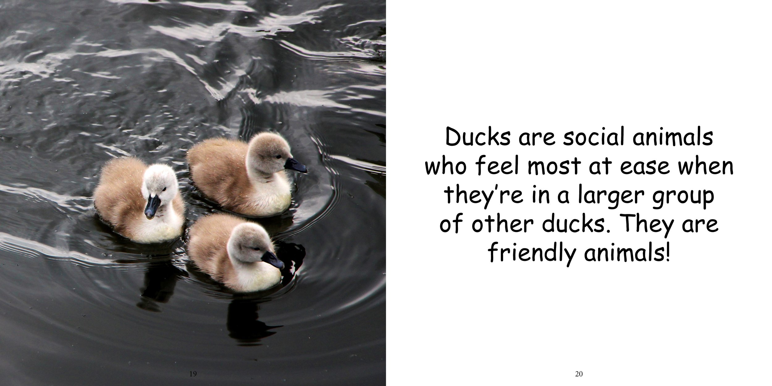 Everything about Ducks - Animal Series14.jpg