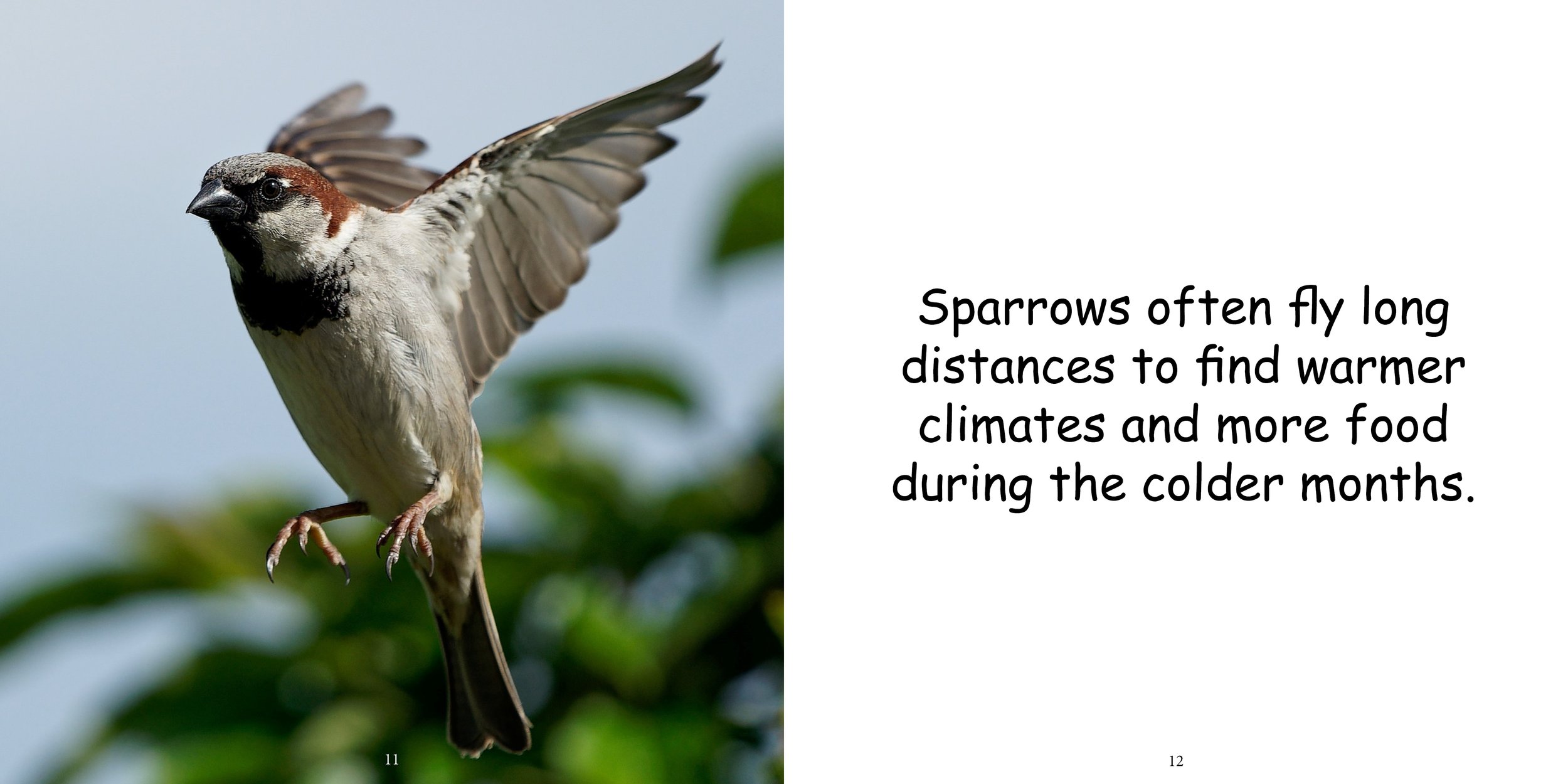 Everything about Sparrows - Animal Series10.jpg