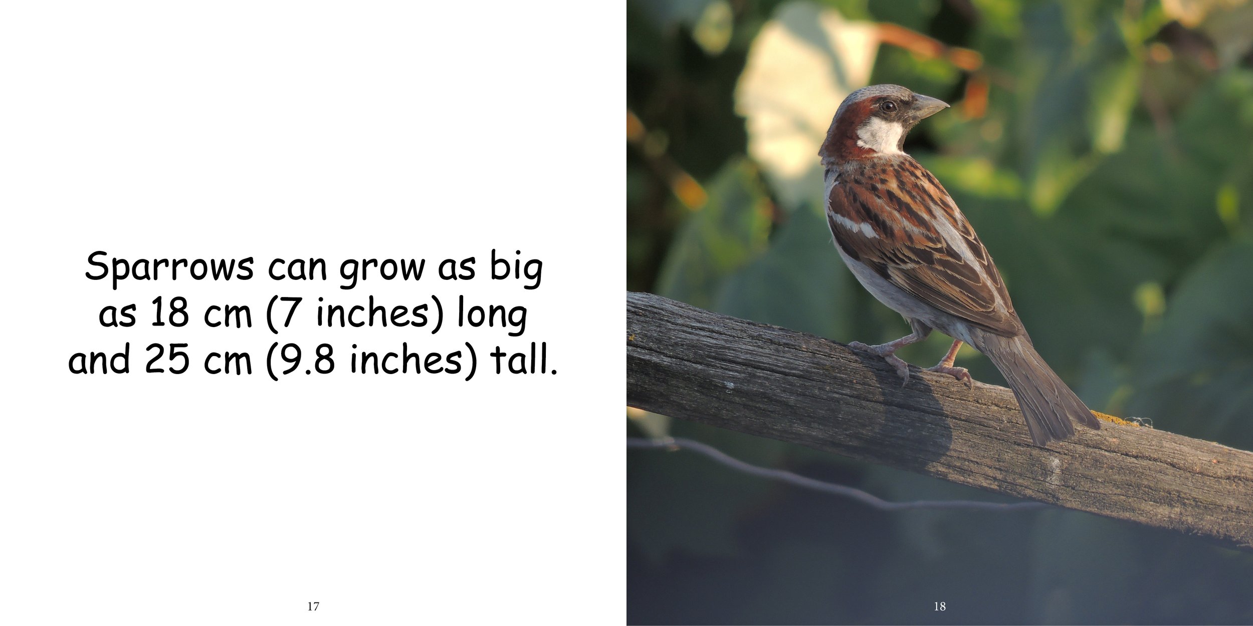 Everything about Sparrows - Animal Series13.jpg