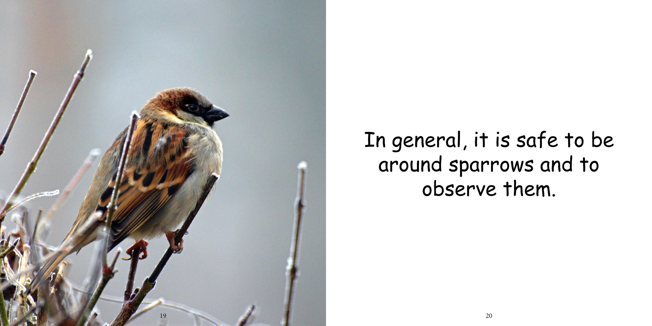 Everything about Sparrows - Animal Series14.jpg