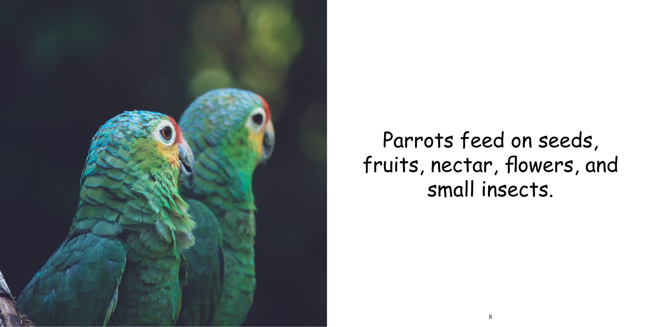 Everything about Parrots - Animal Series8.jpg