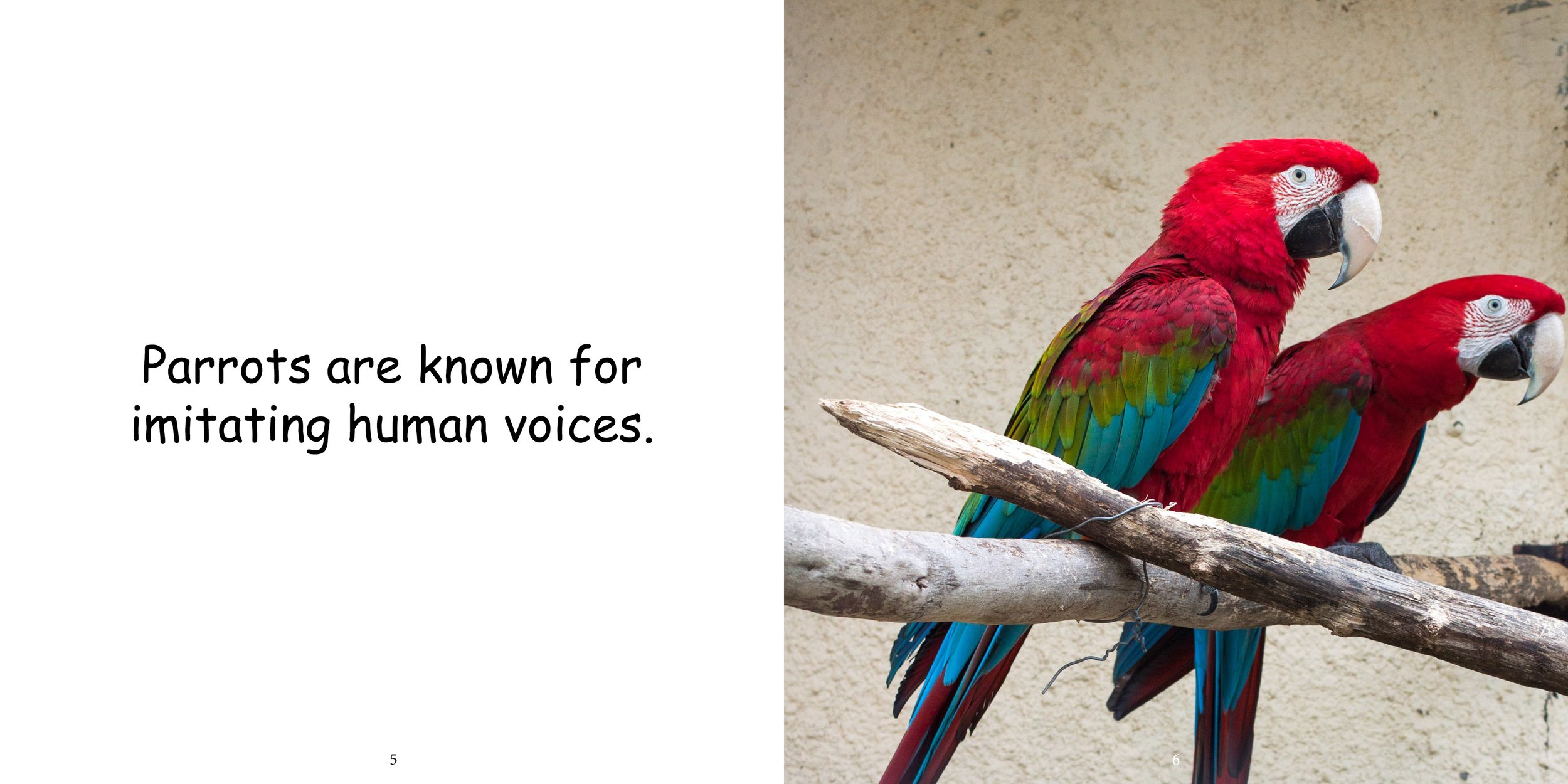 Everything about Parrots - Animal Series7.jpg