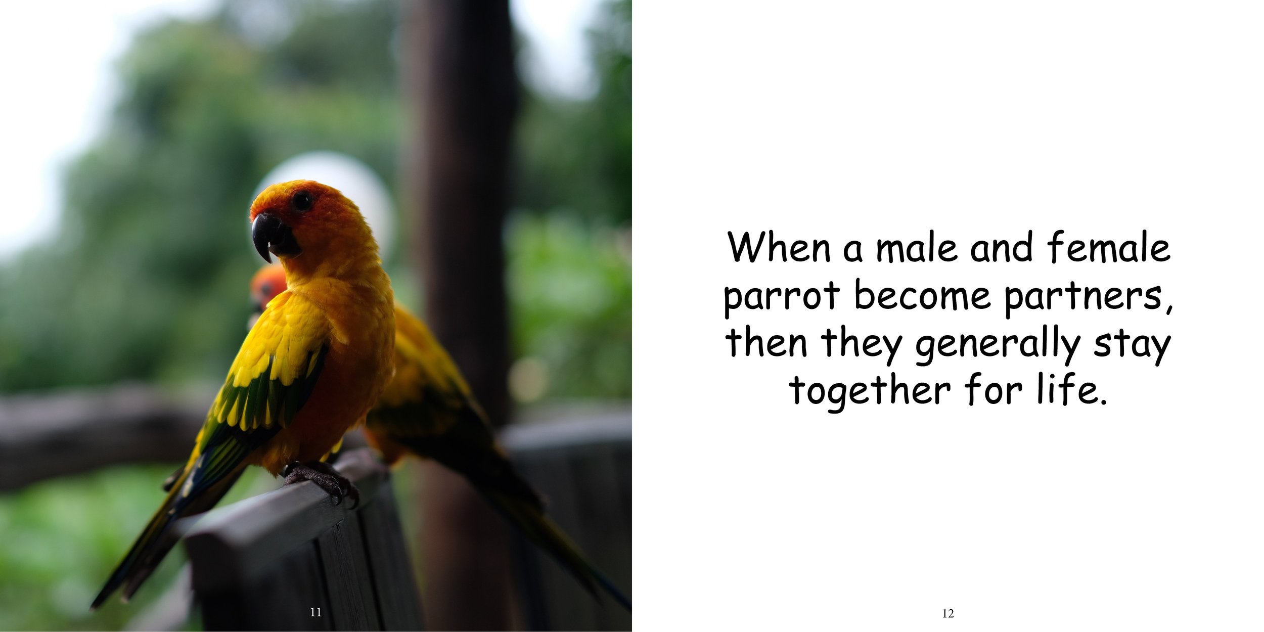 Everything about Parrots - Animal Series10.jpg