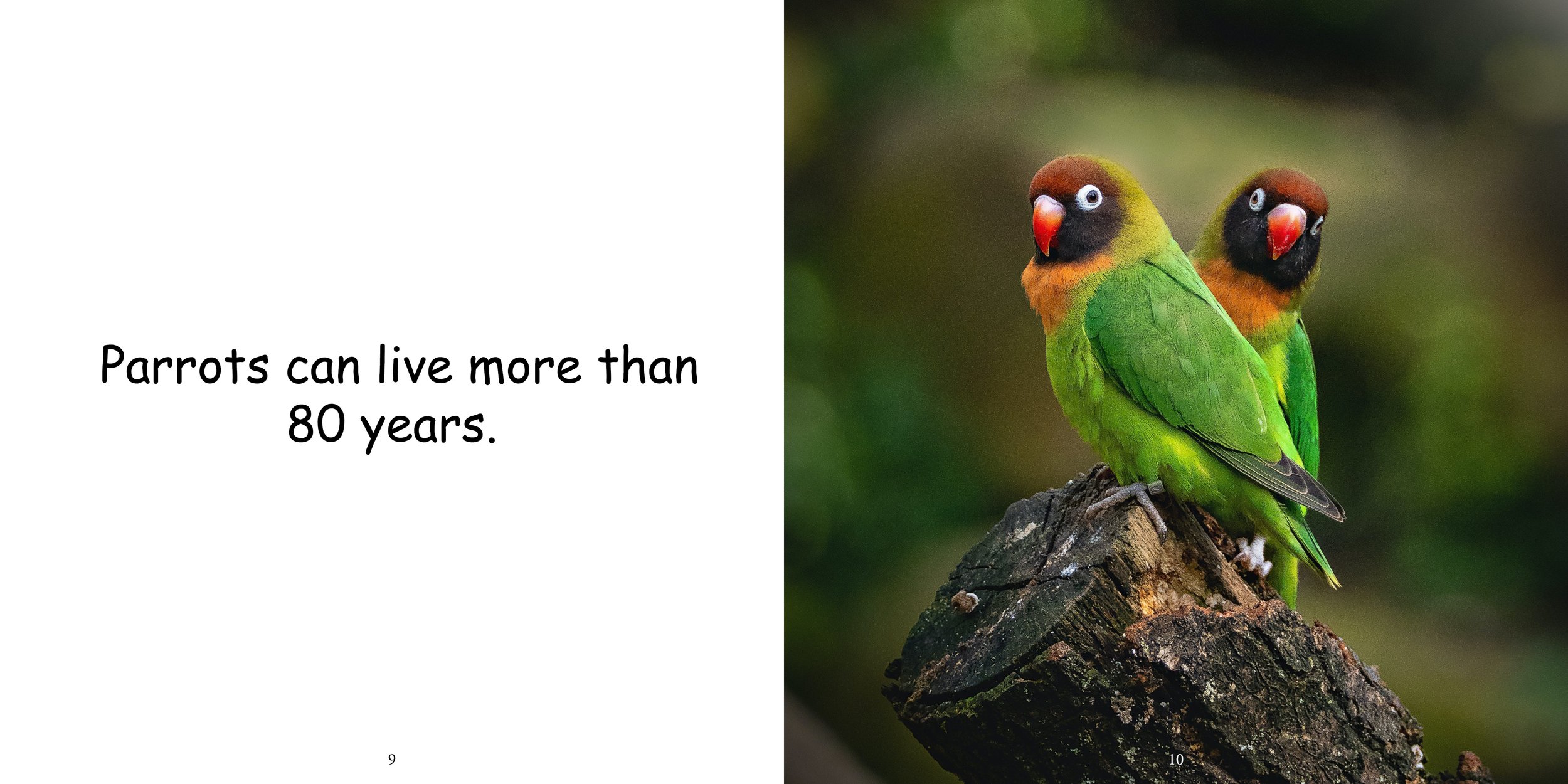 Everything about Parrots - Animal Series9.jpg
