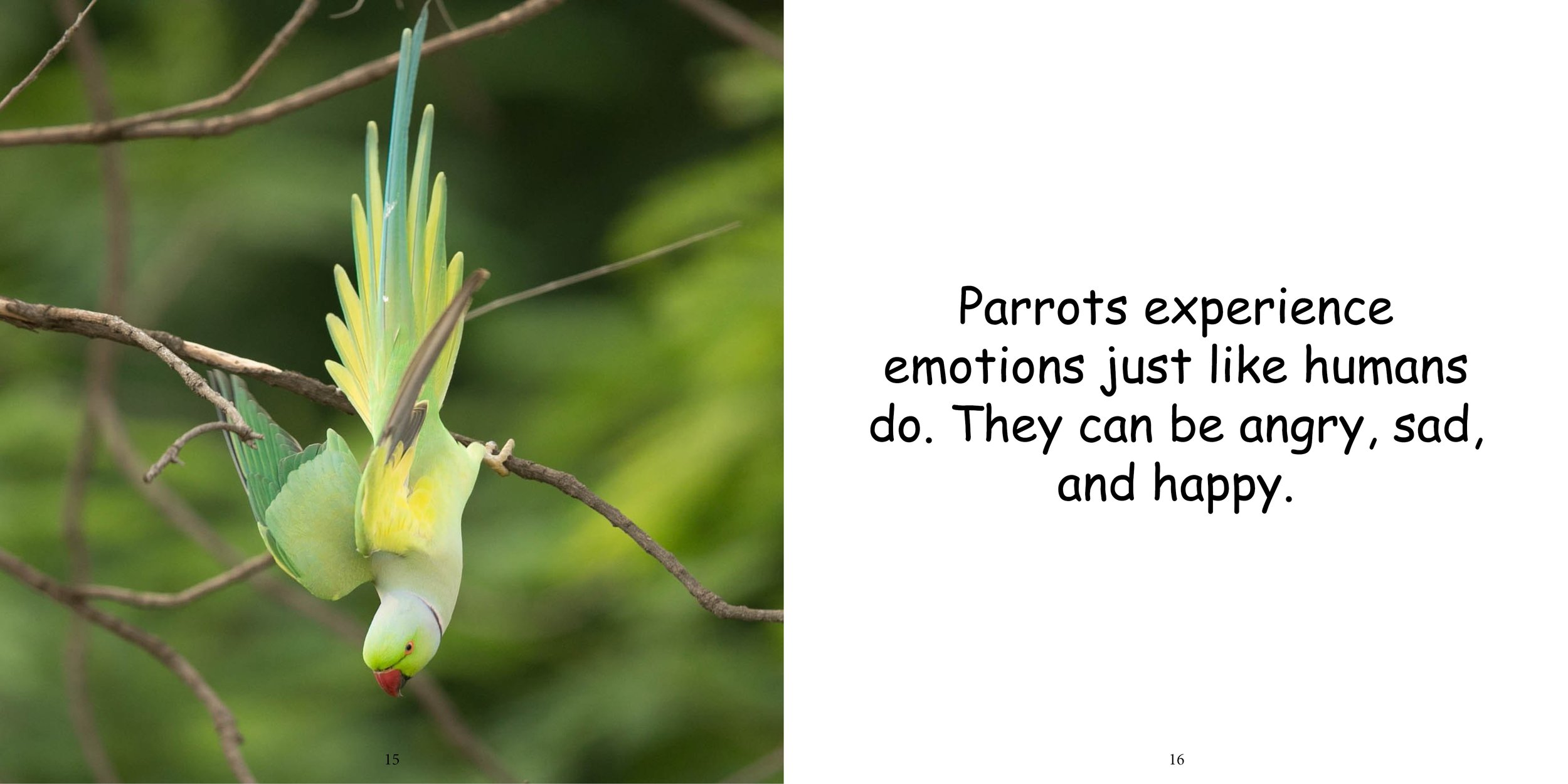 Everything about Parrots - Animal Series12.jpg