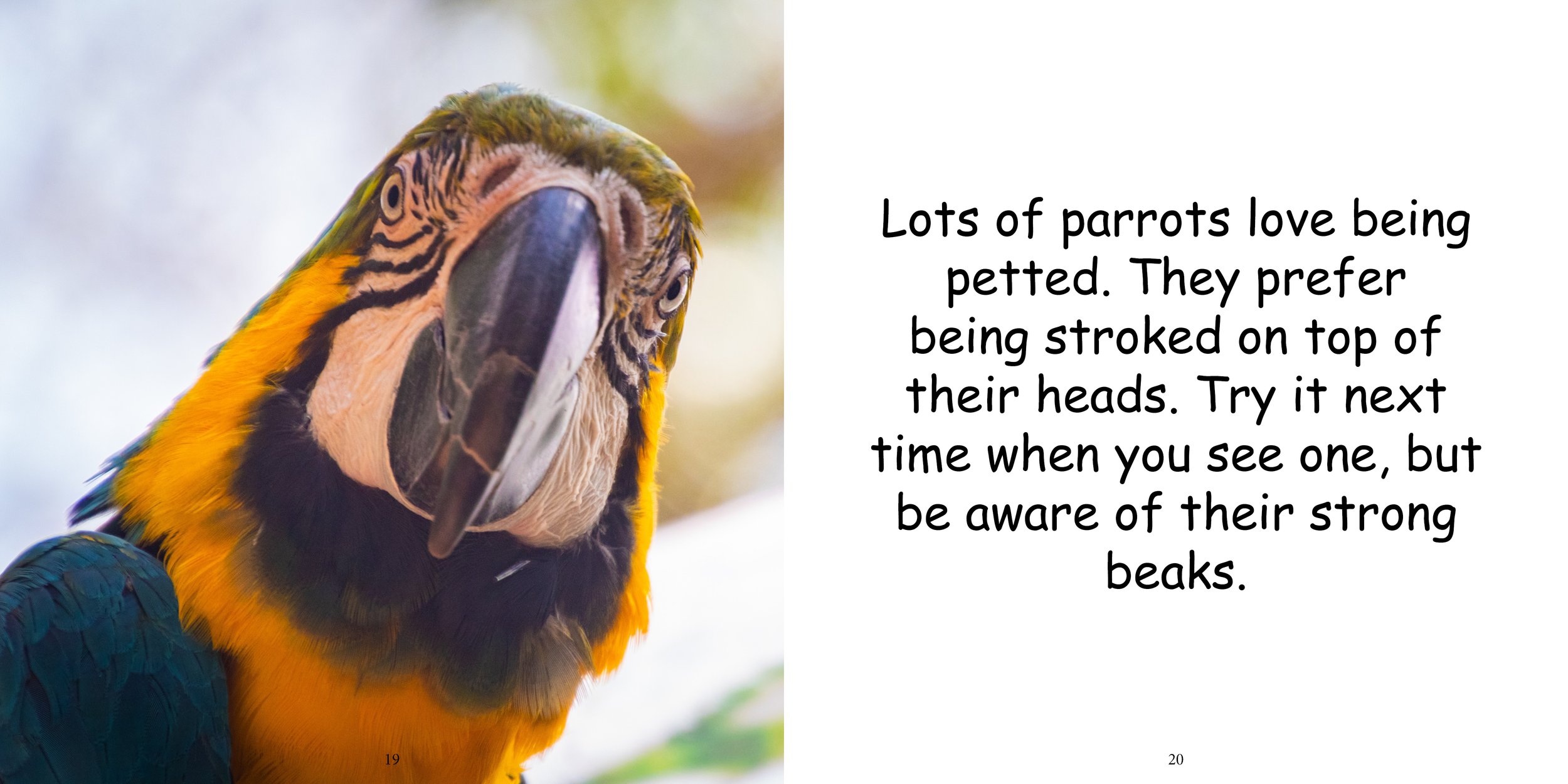 Everything about Parrots - Animal Series14.jpg