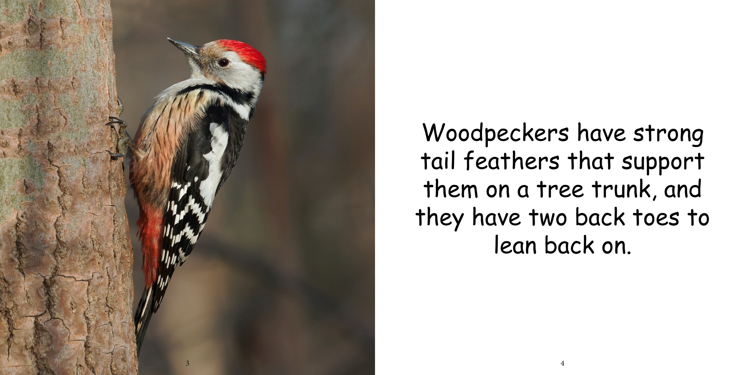 Everything about Woodpeckers - Animal Series6.jpg
