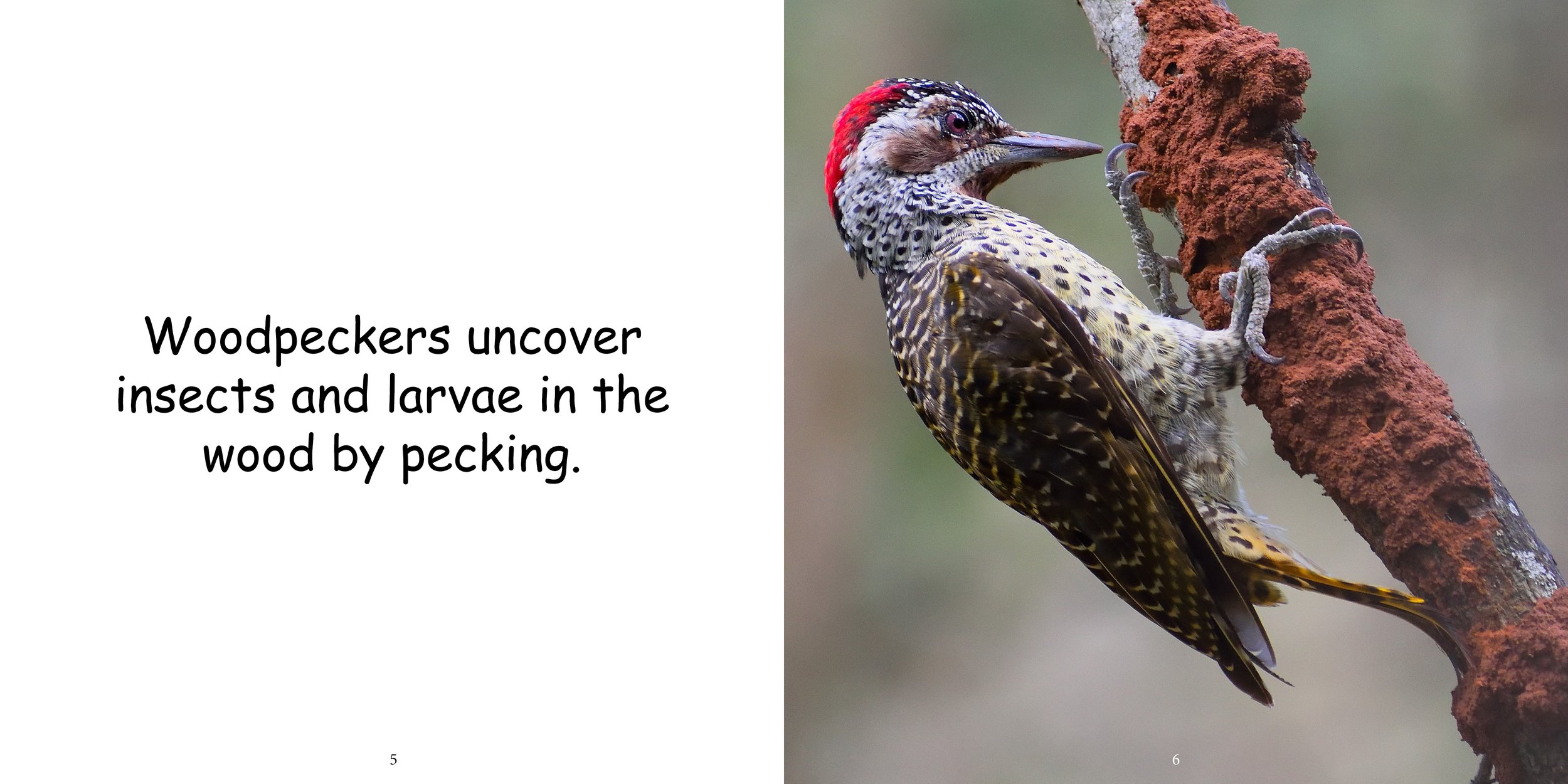 Everything about Woodpeckers - Animal Series7.jpg