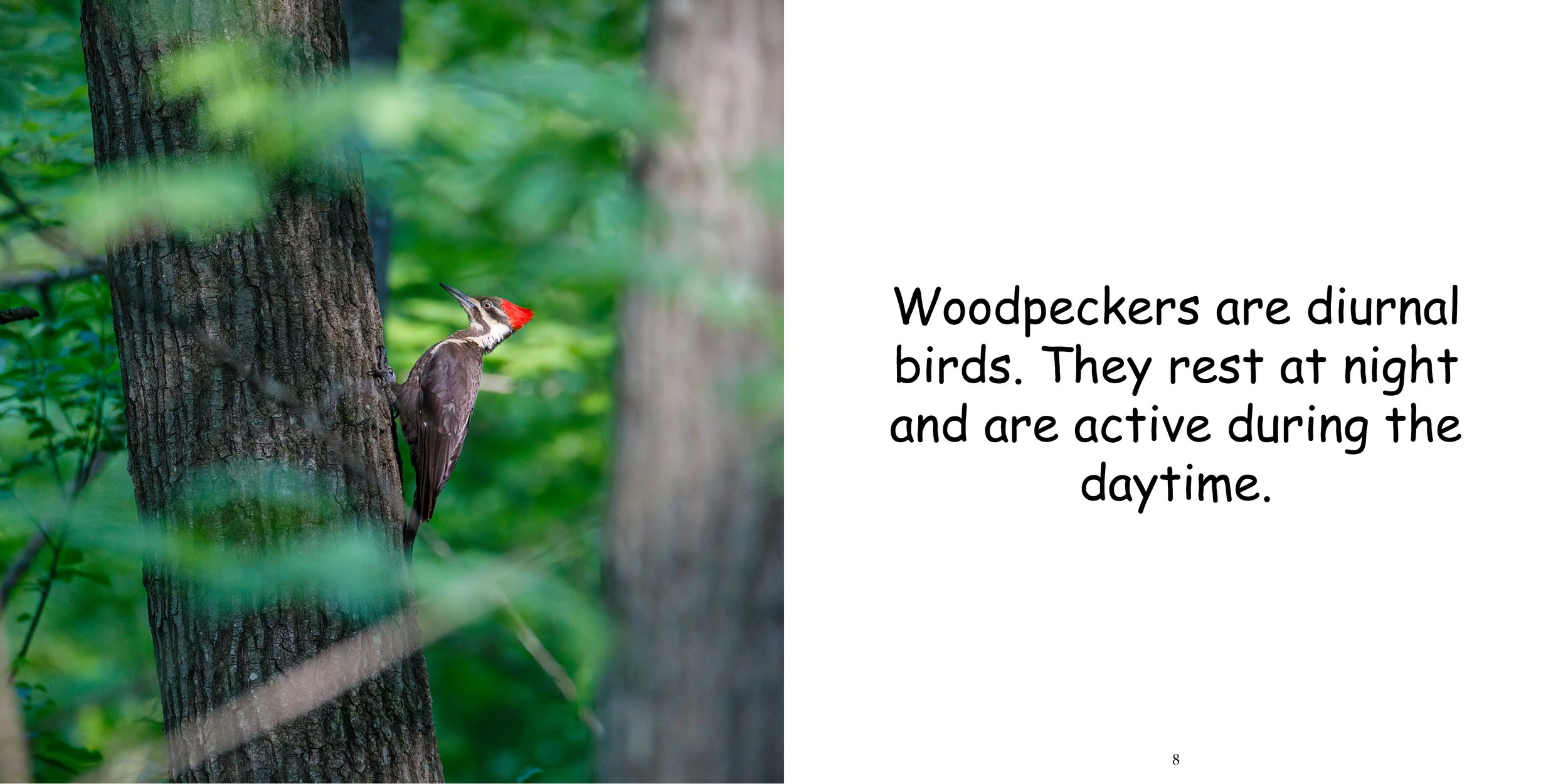 Everything about Woodpeckers - Animal Series8.jpg