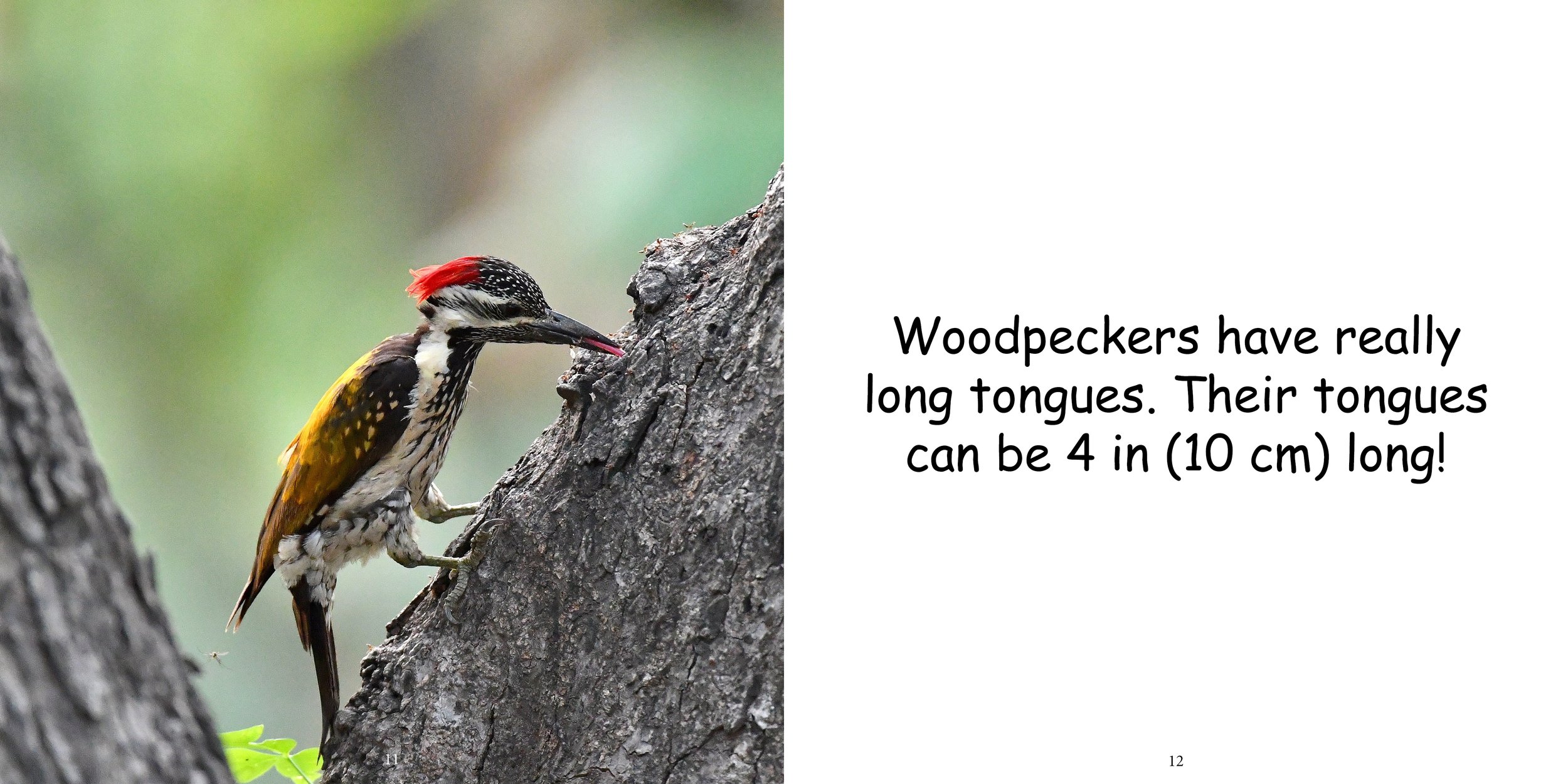 Everything about Woodpeckers - Animal Series10.jpg