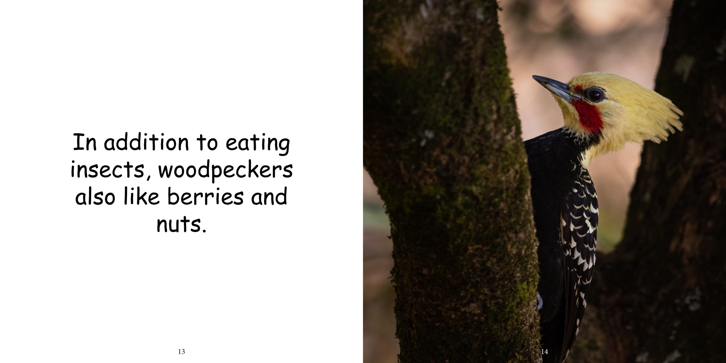 Everything about Woodpeckers - Animal Series11.jpg