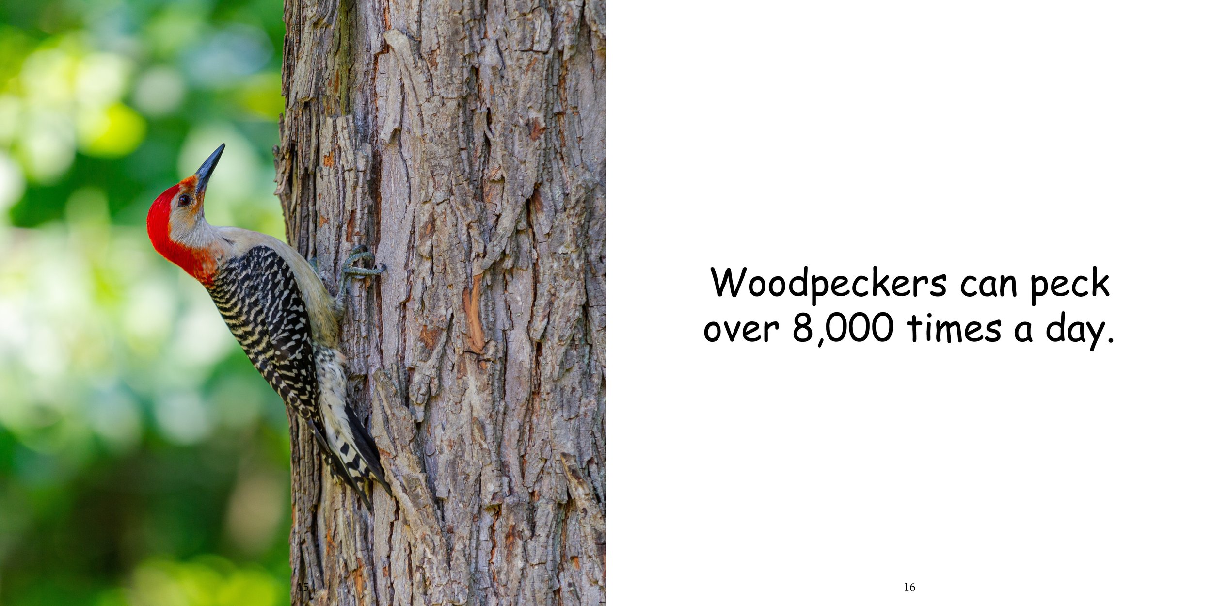 Everything about Woodpeckers - Animal Series12.jpg