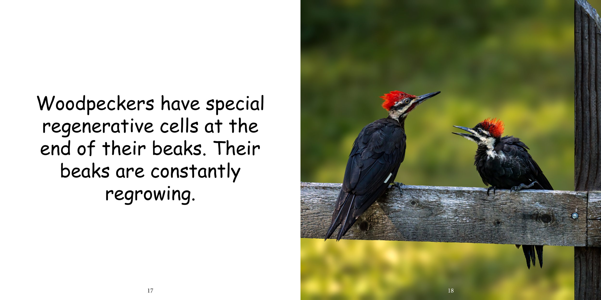 Everything about Woodpeckers - Animal Series13.jpg
