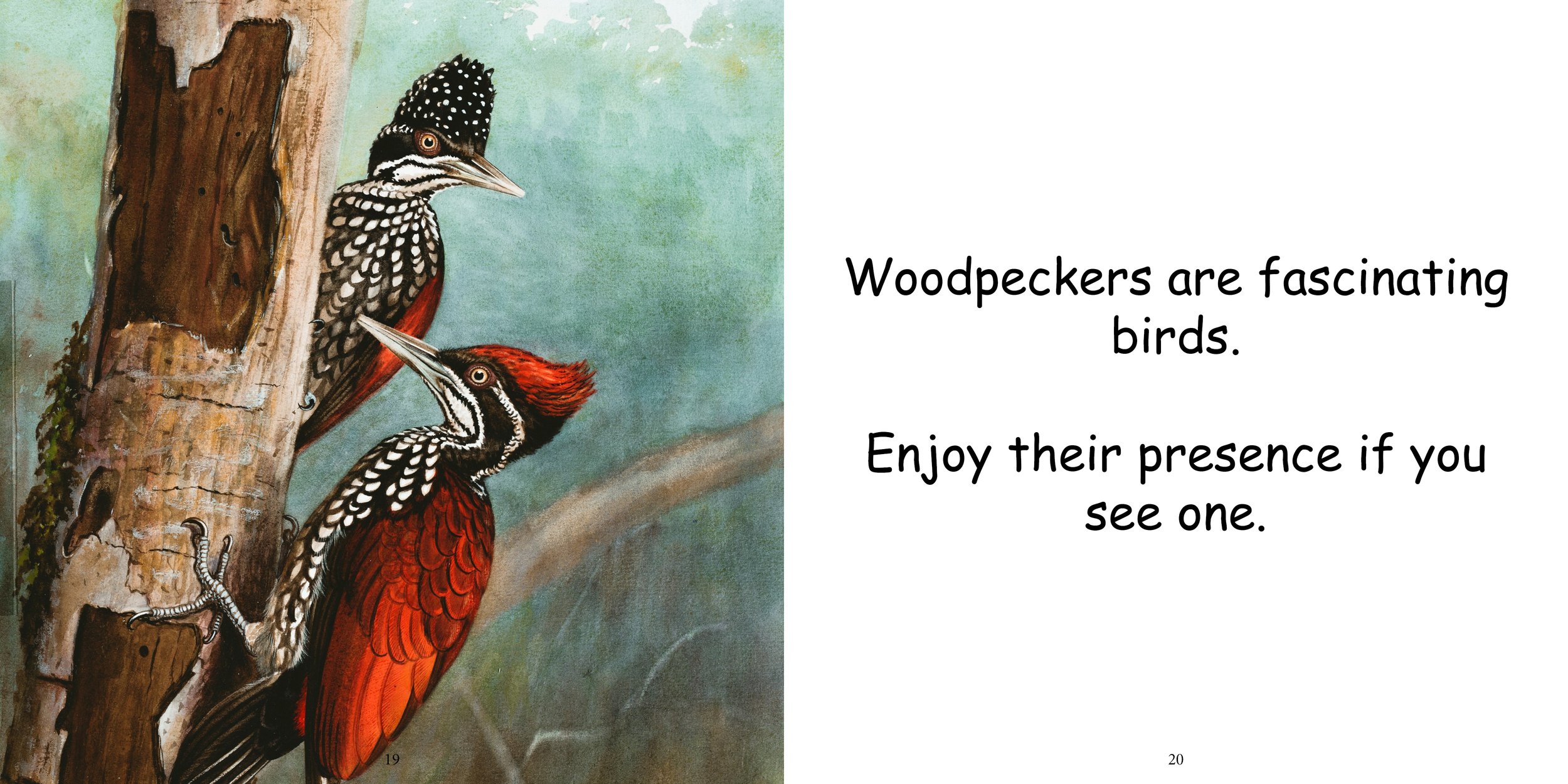 Everything about Woodpeckers - Animal Series14.jpg