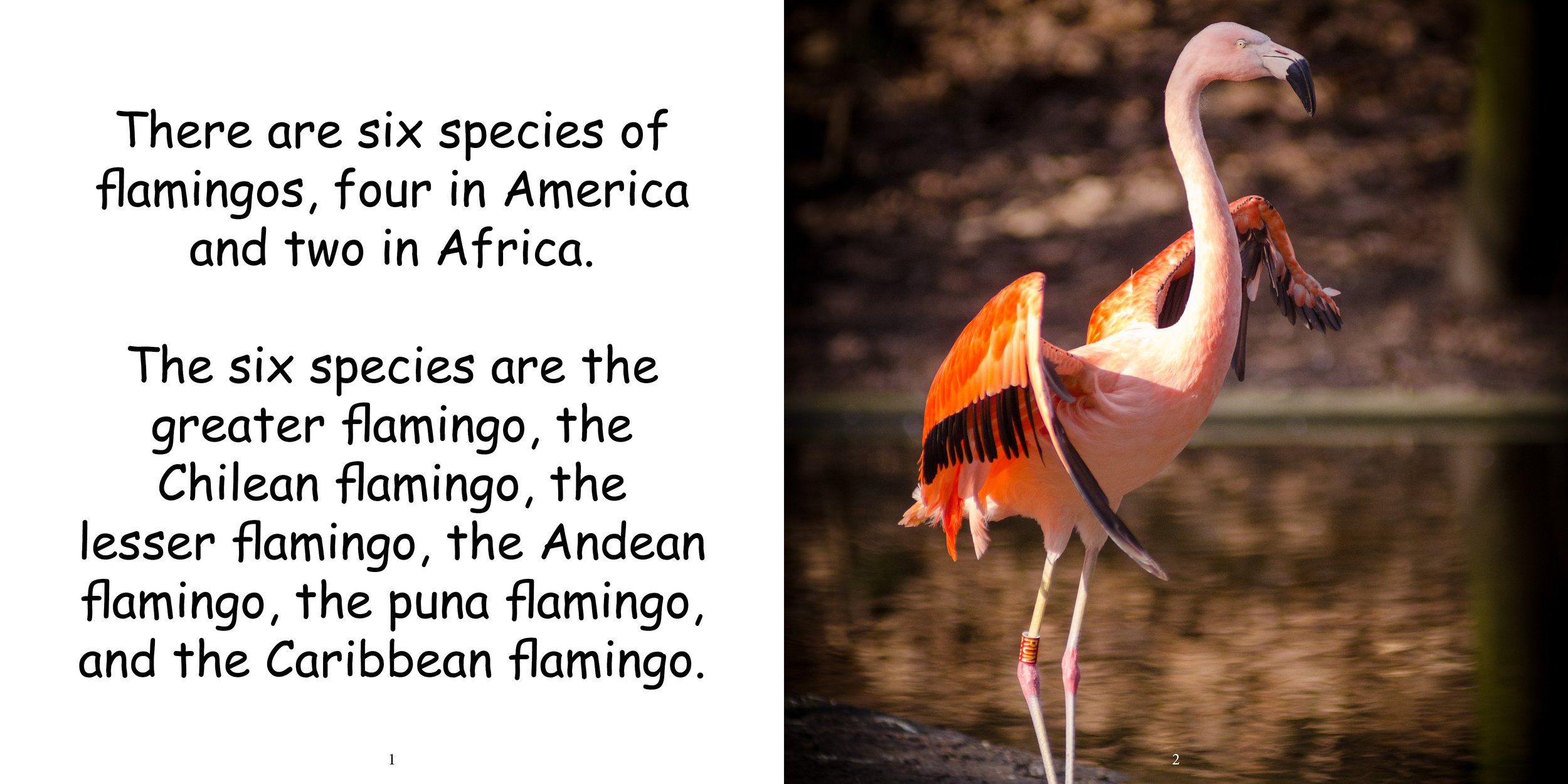 Everything about Flamingos - Animal Series5.jpg