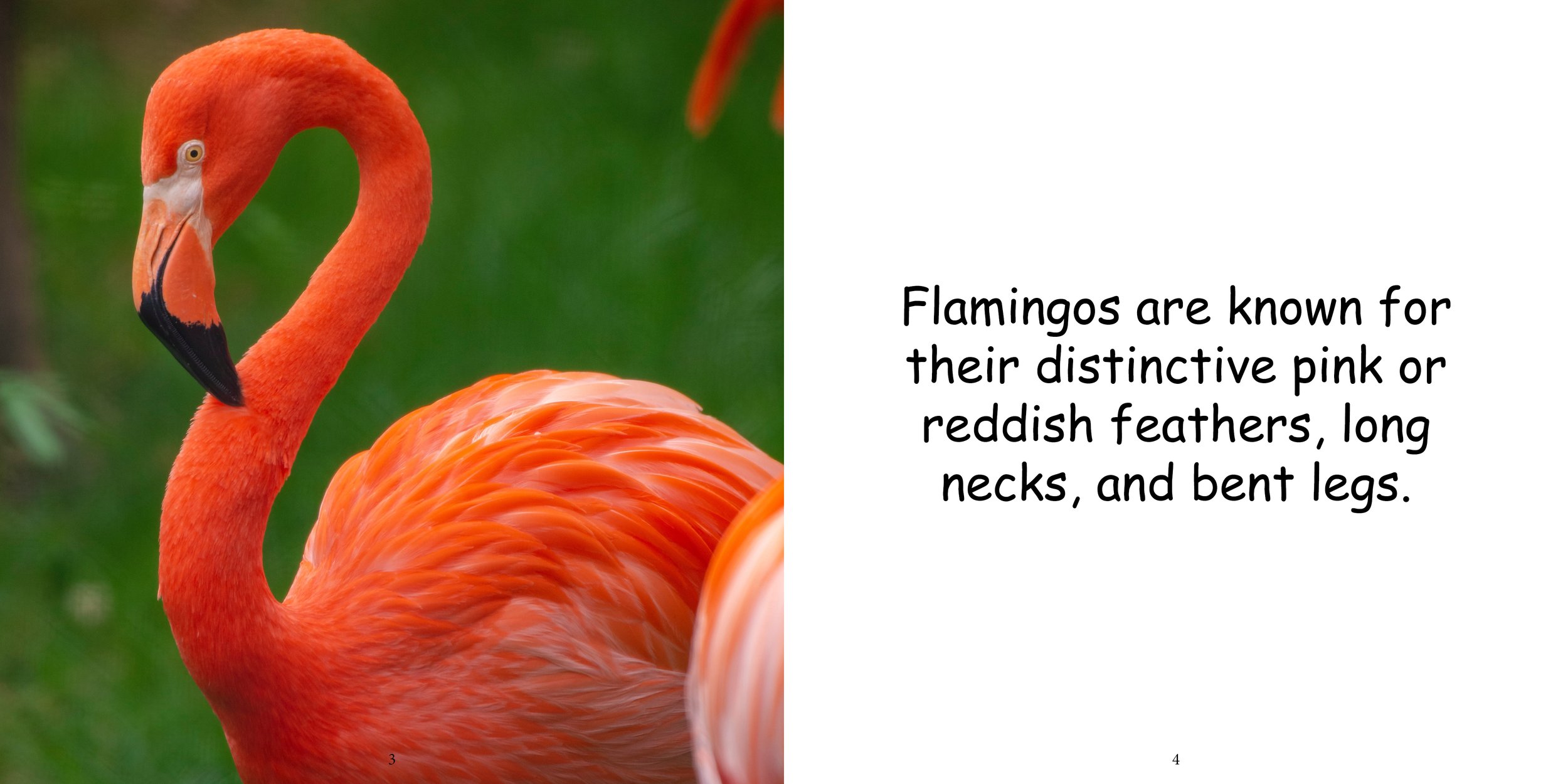 Everything about Flamingos - Animal Series6.jpg