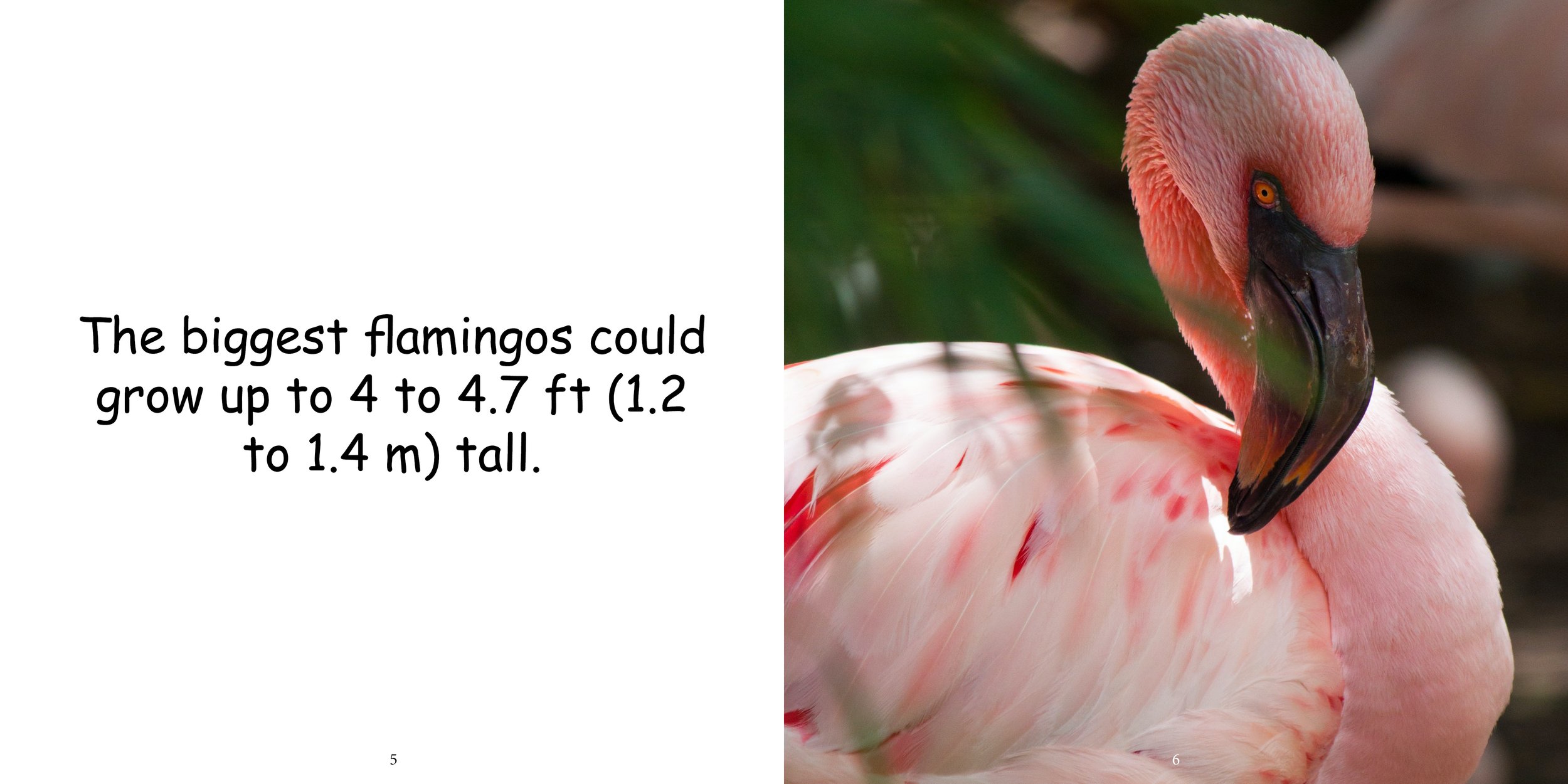 Everything about Flamingos - Animal Series7.jpg