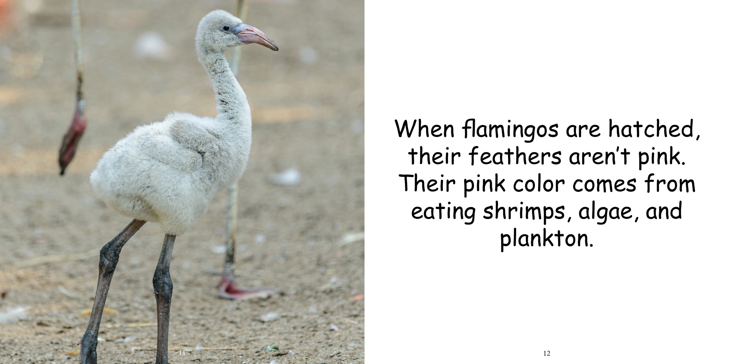 Everything about Flamingos - Animal Series10.jpg