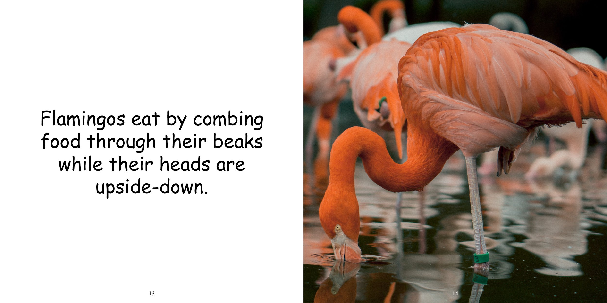 Everything about Flamingos - Animal Series11.jpg