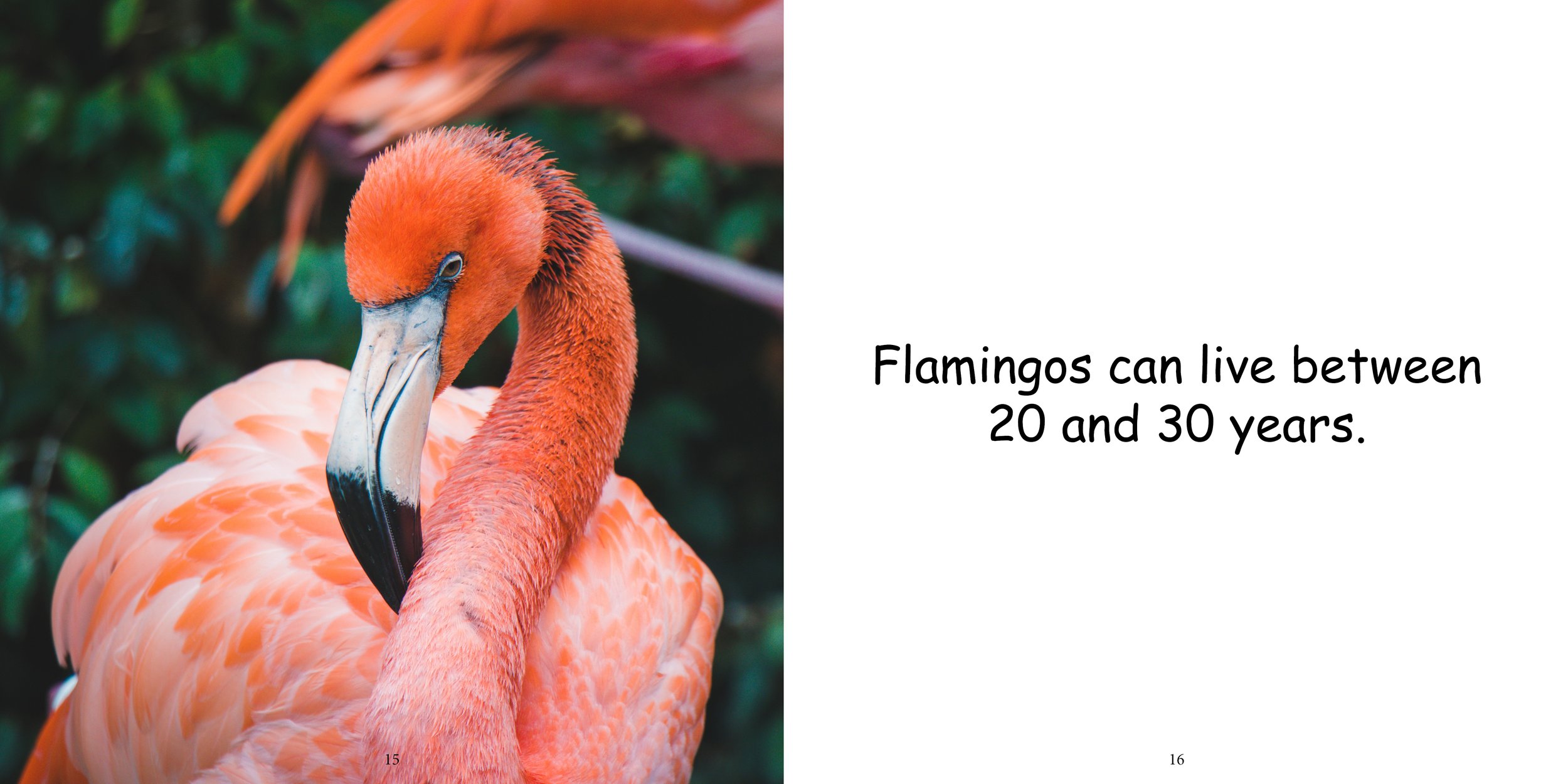 Everything about Flamingos - Animal Series12.jpg