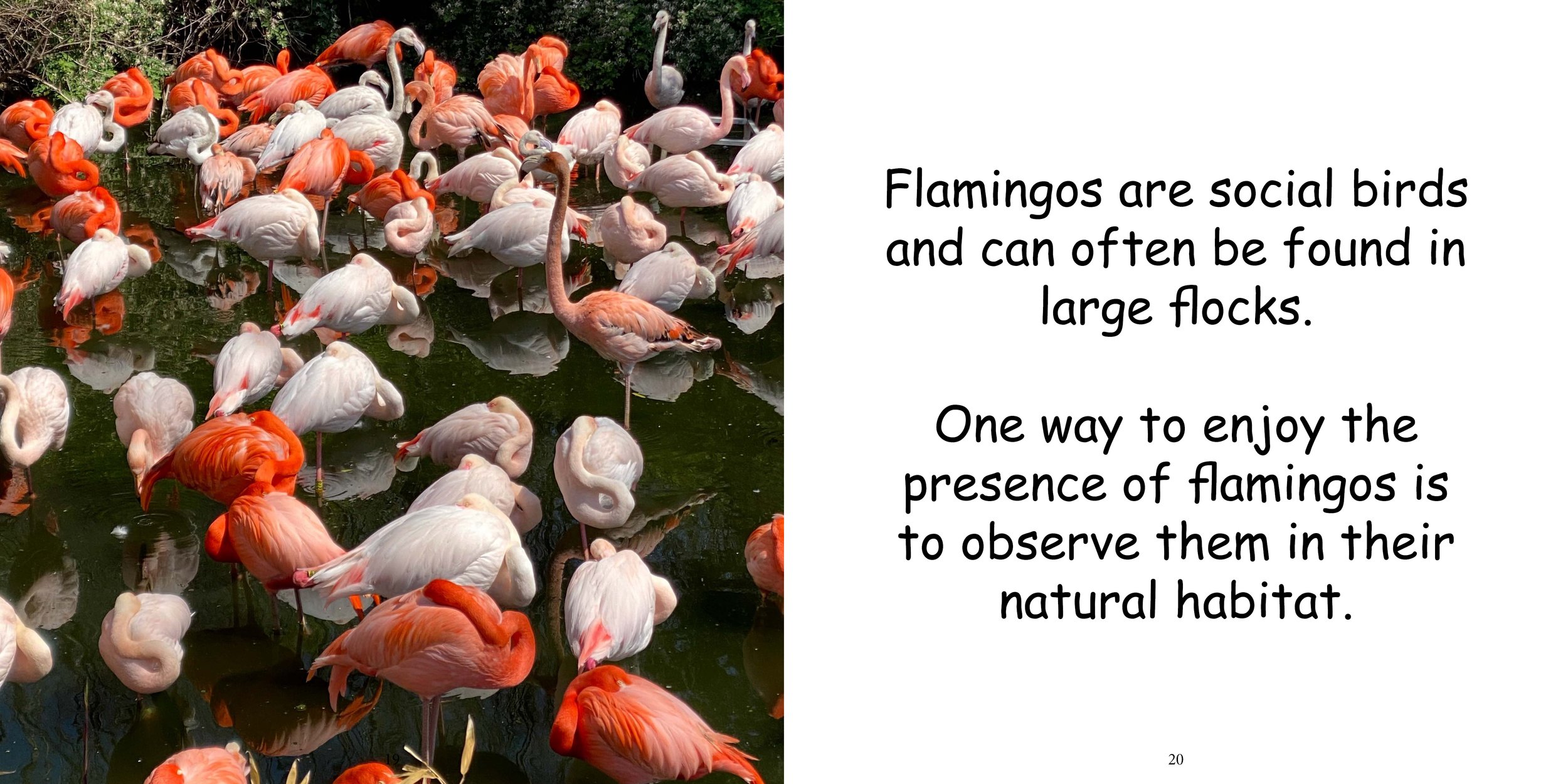 Everything about Flamingos - Animal Series14.jpg