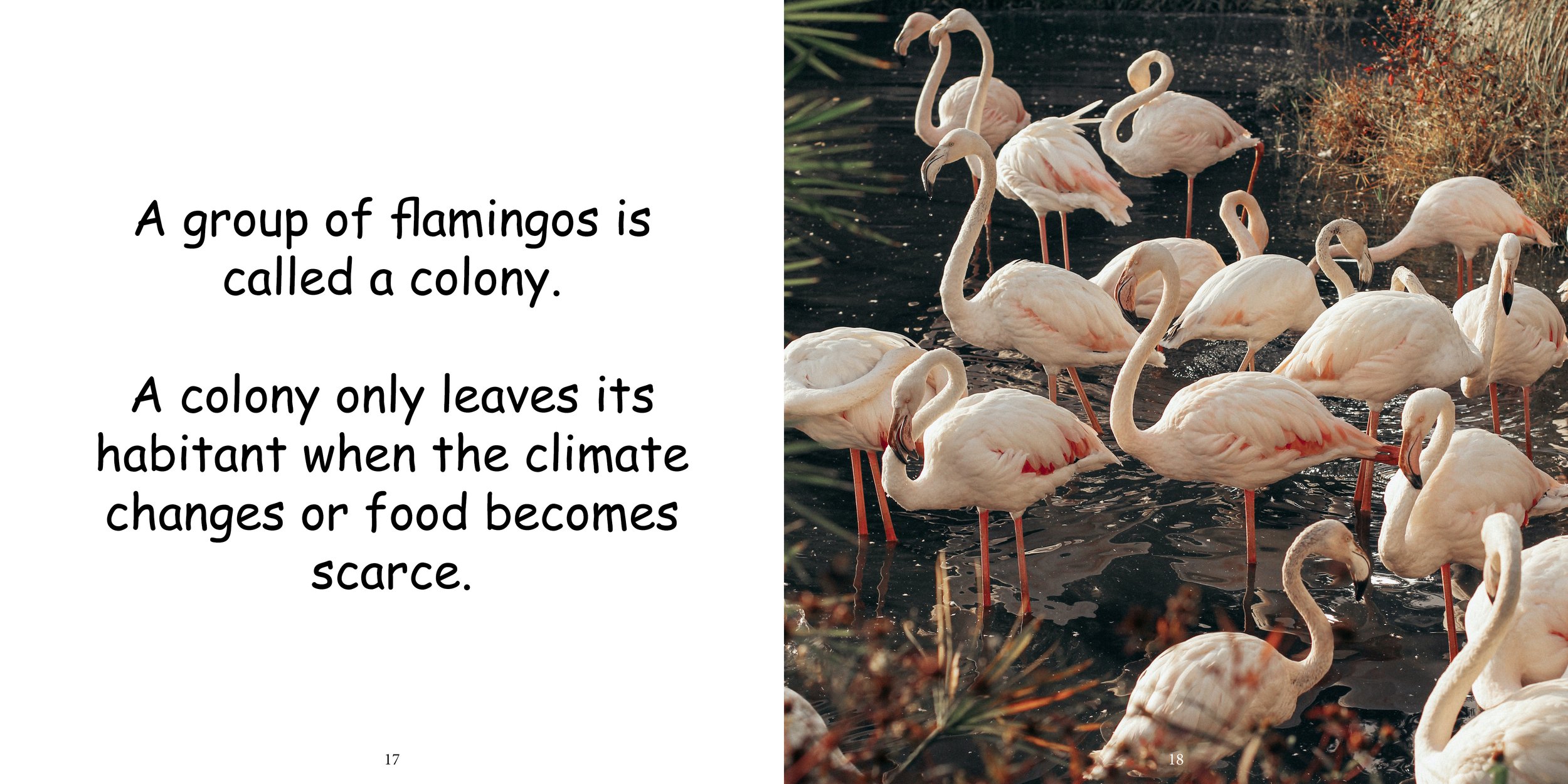 Everything about Flamingos - Animal Series13.jpg
